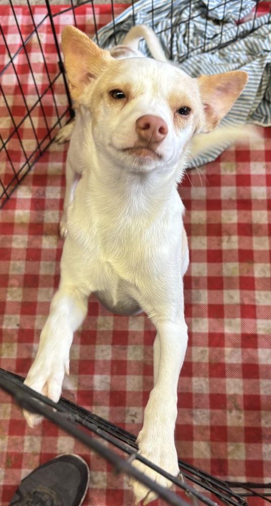 Sandshrew, a Adopted mixed breed in Herriman, UT image 3/3