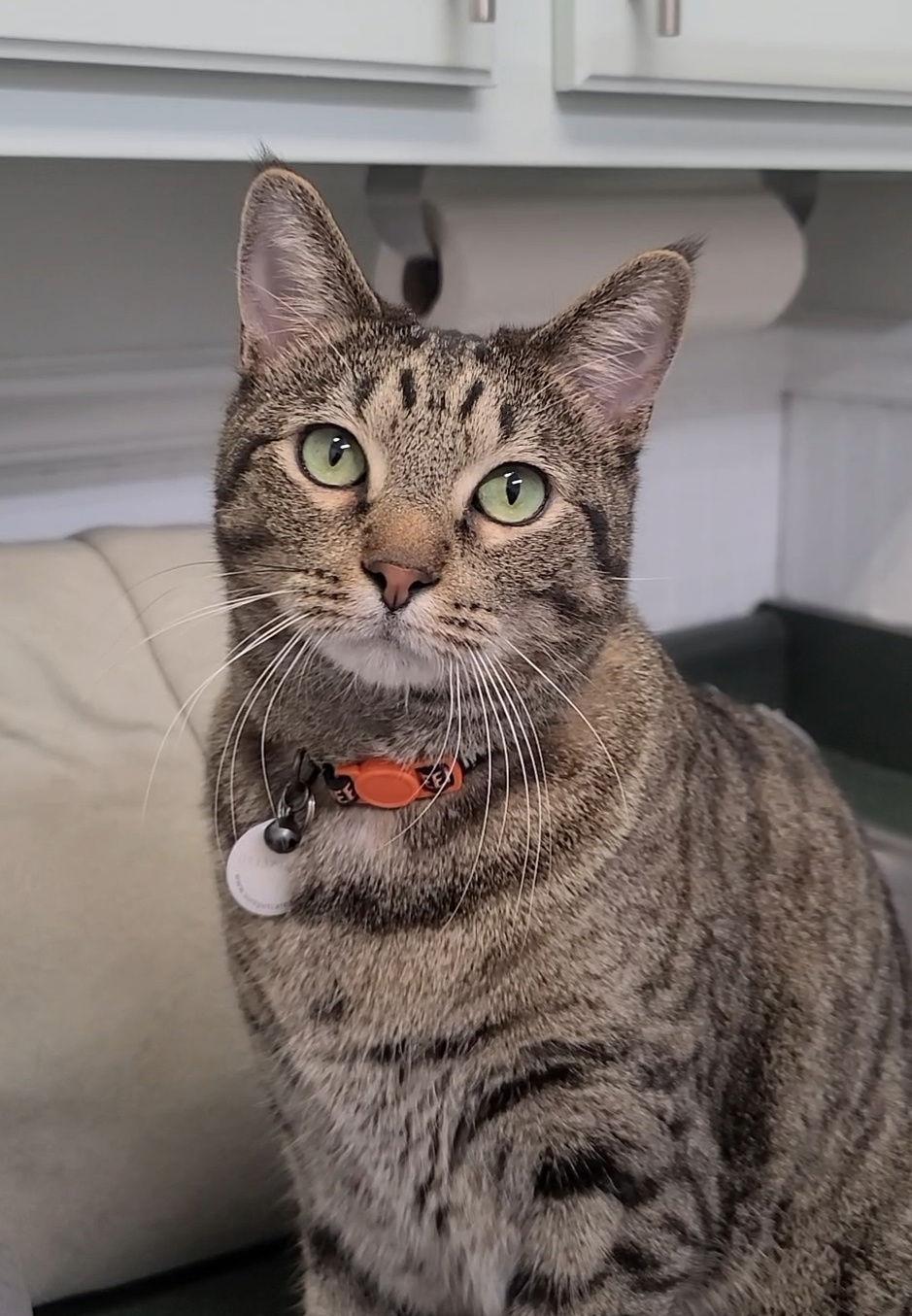 Big Mac, Adoptable, Young Male Tabby & Domestic Short Hair.