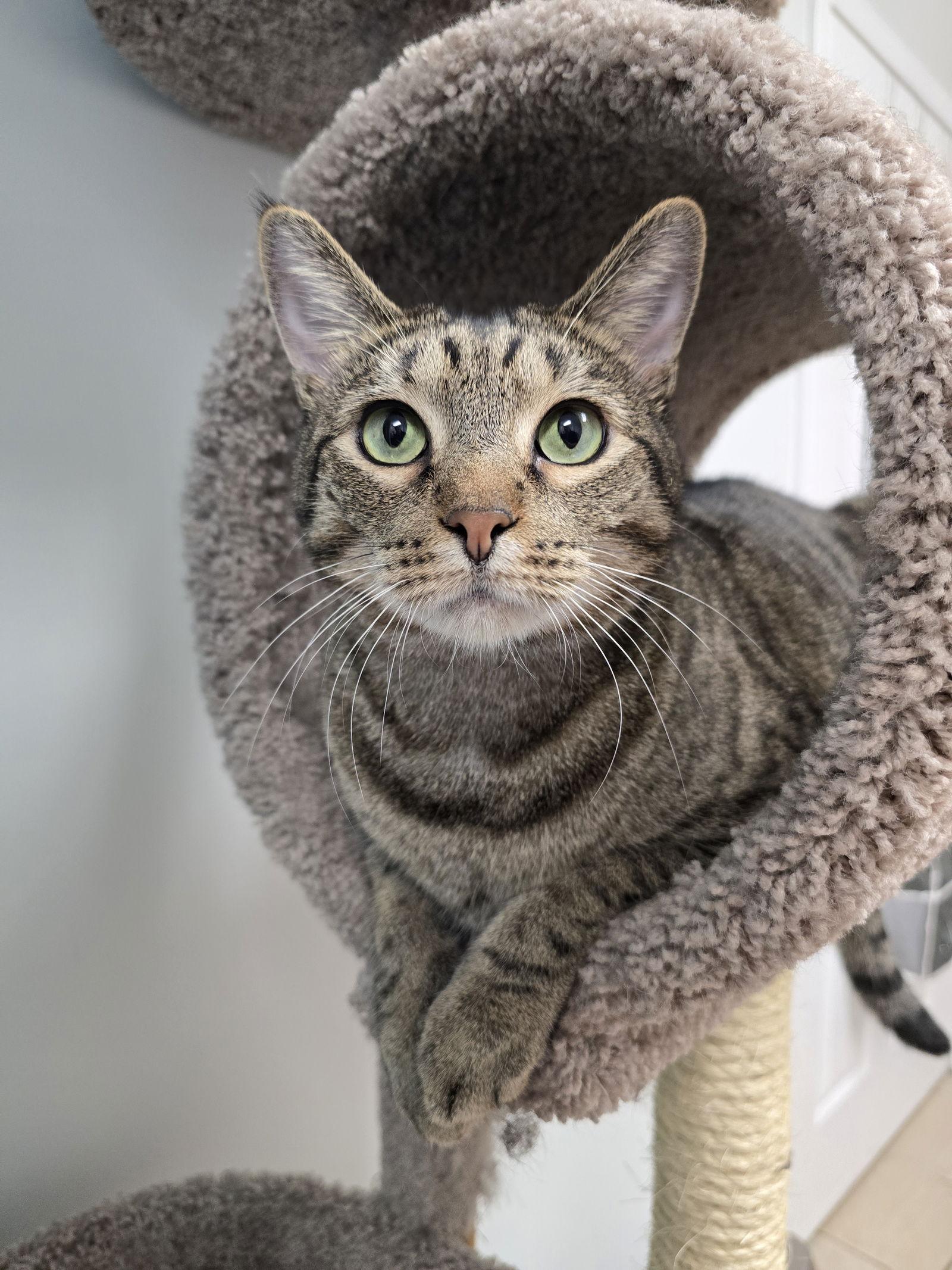 Big Mac, a Adoptable mixed breed in Locust Grove, GA image 2/3