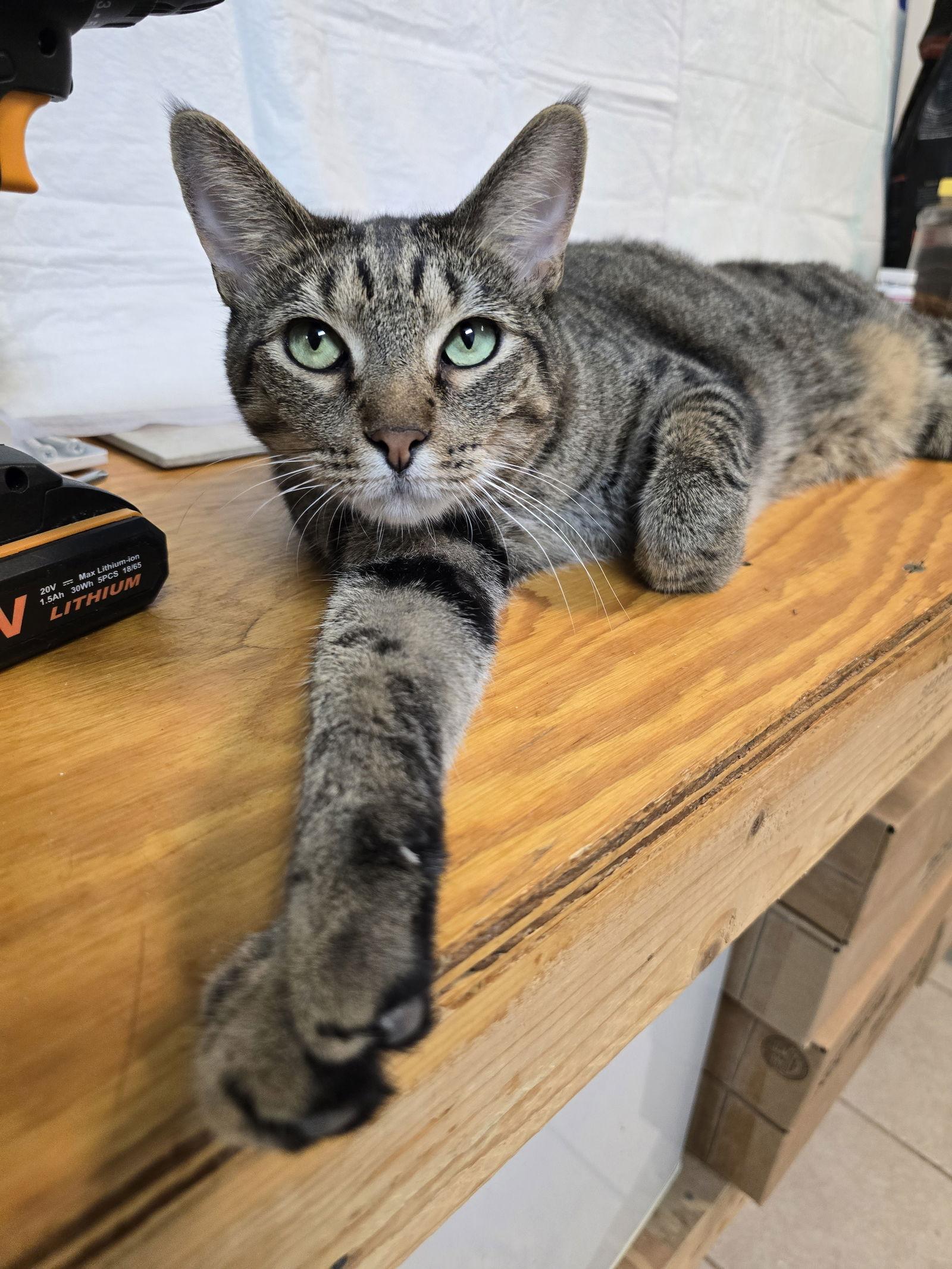 Big Mac, a Adoptable mixed breed in Locust Grove, GA image 3/3
