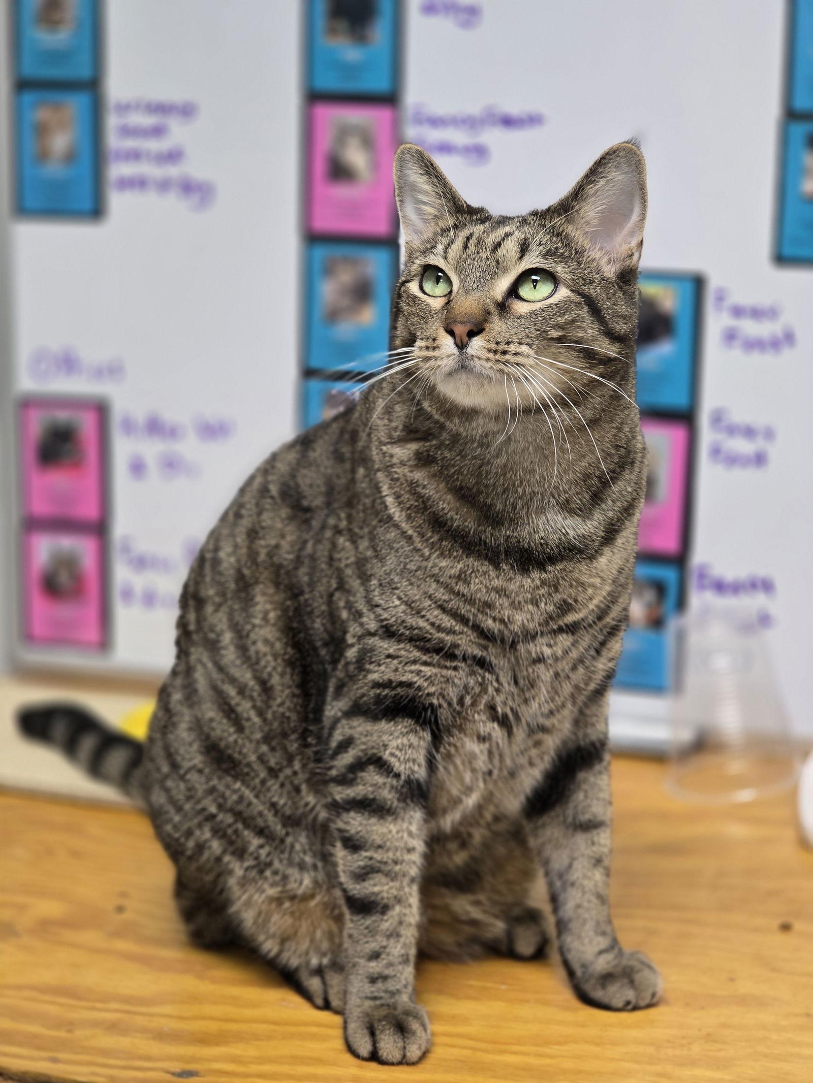 Enlarge Big Mac, a Adoptable mixed breed in Locust Grove, GA image 1/3