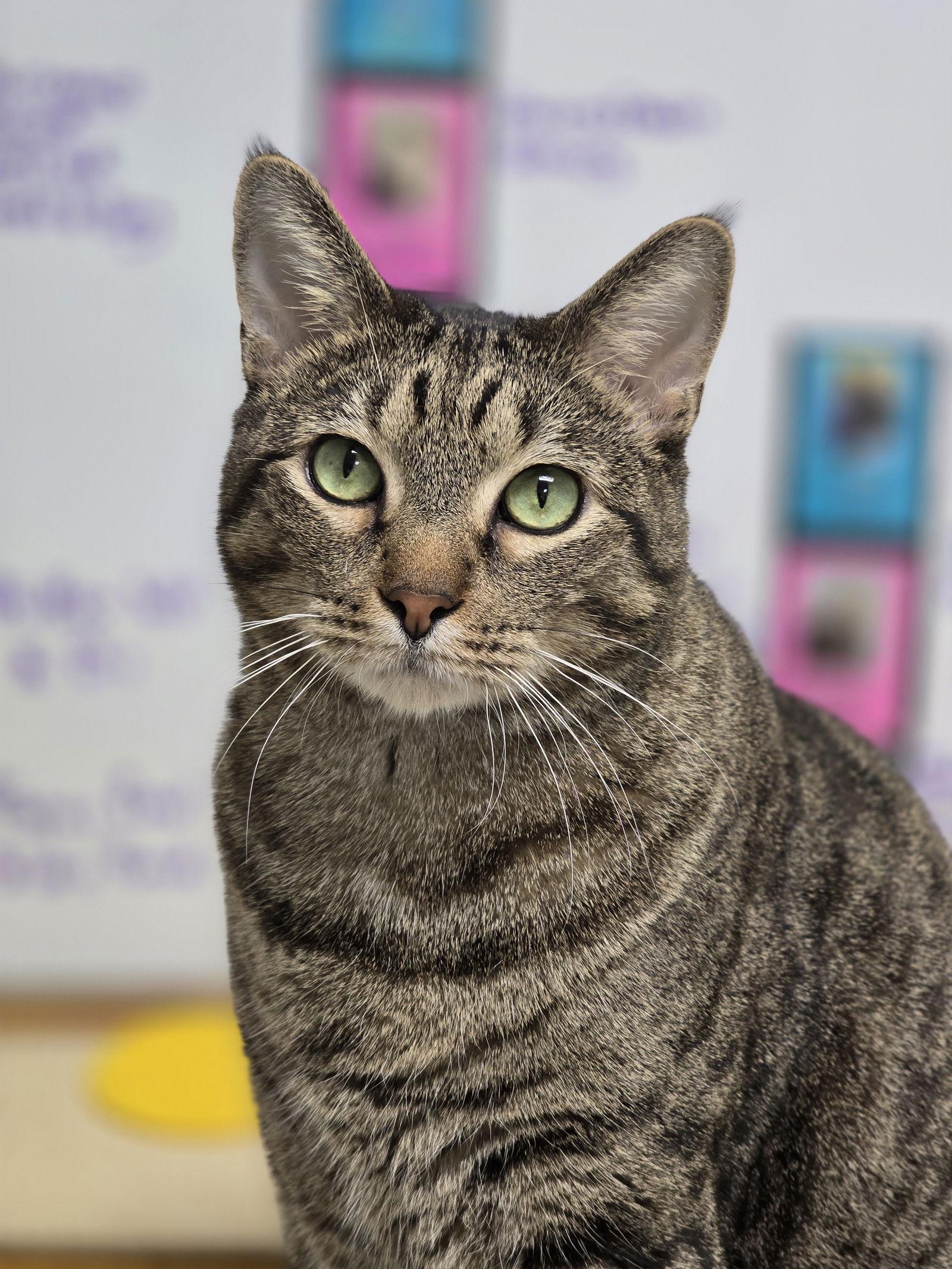 Enlarge Big Mac, a Adoptable mixed breed in Locust Grove, GA image 2/3