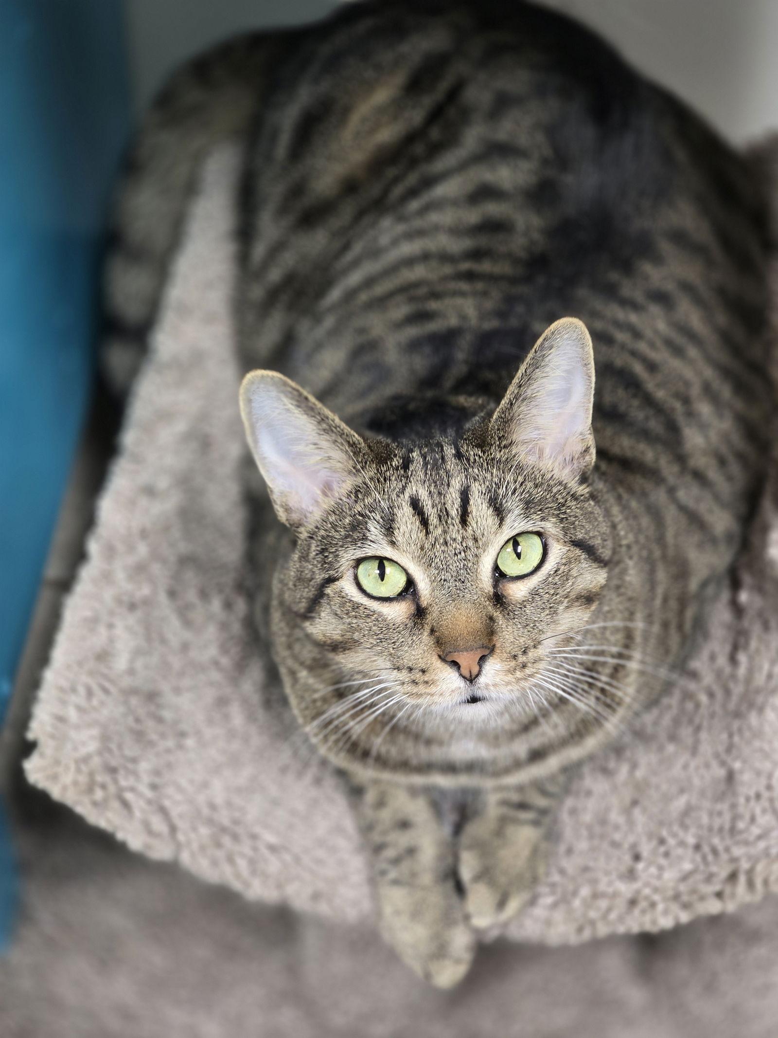 Enlarge Big Mac, a Adoptable mixed breed in Locust Grove, GA image 3/3