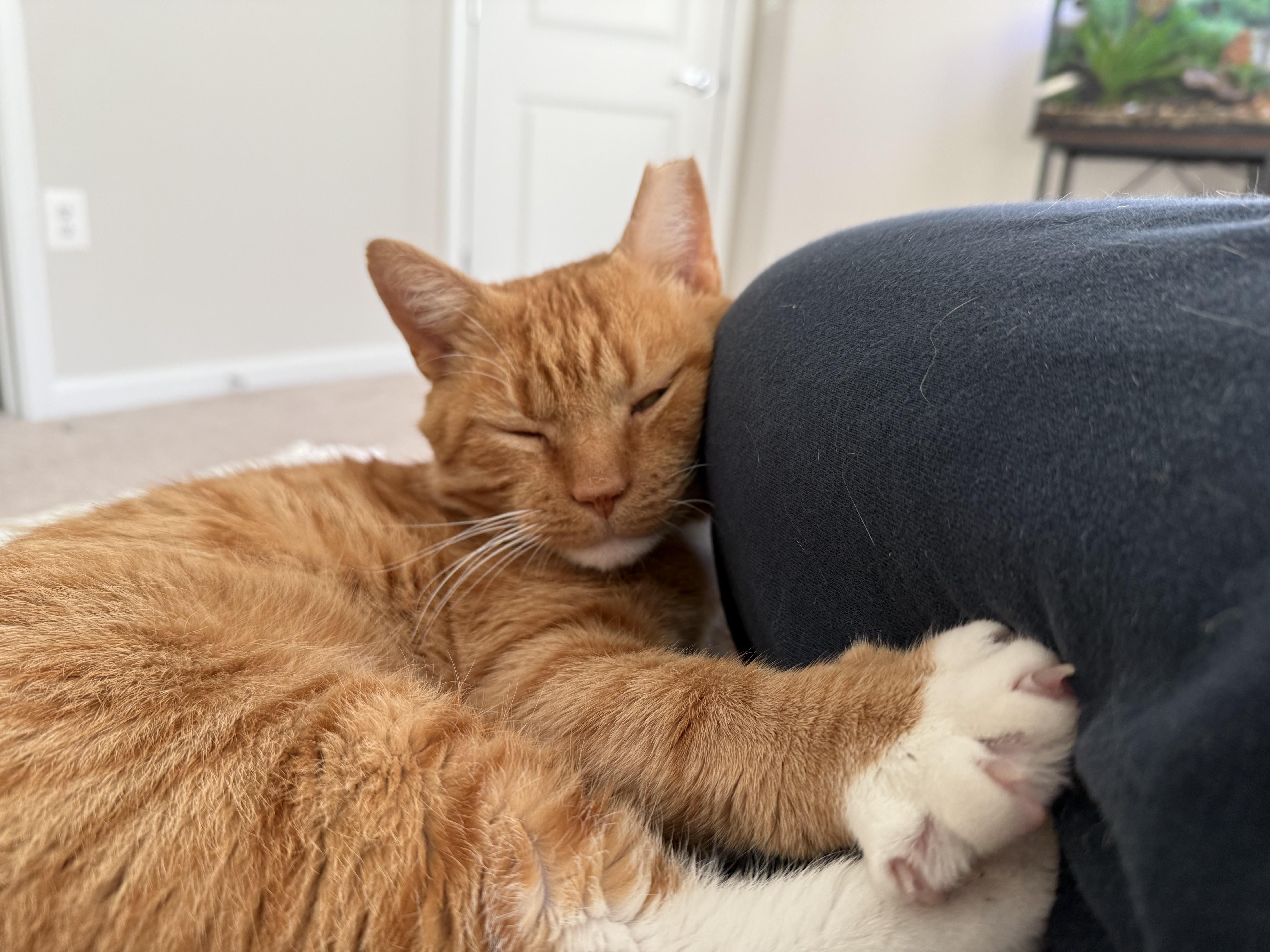 Enlarge Garfield — Big Personality, Bigger Heart, a Adoptable Tabby in Laurel, MD image 5/5