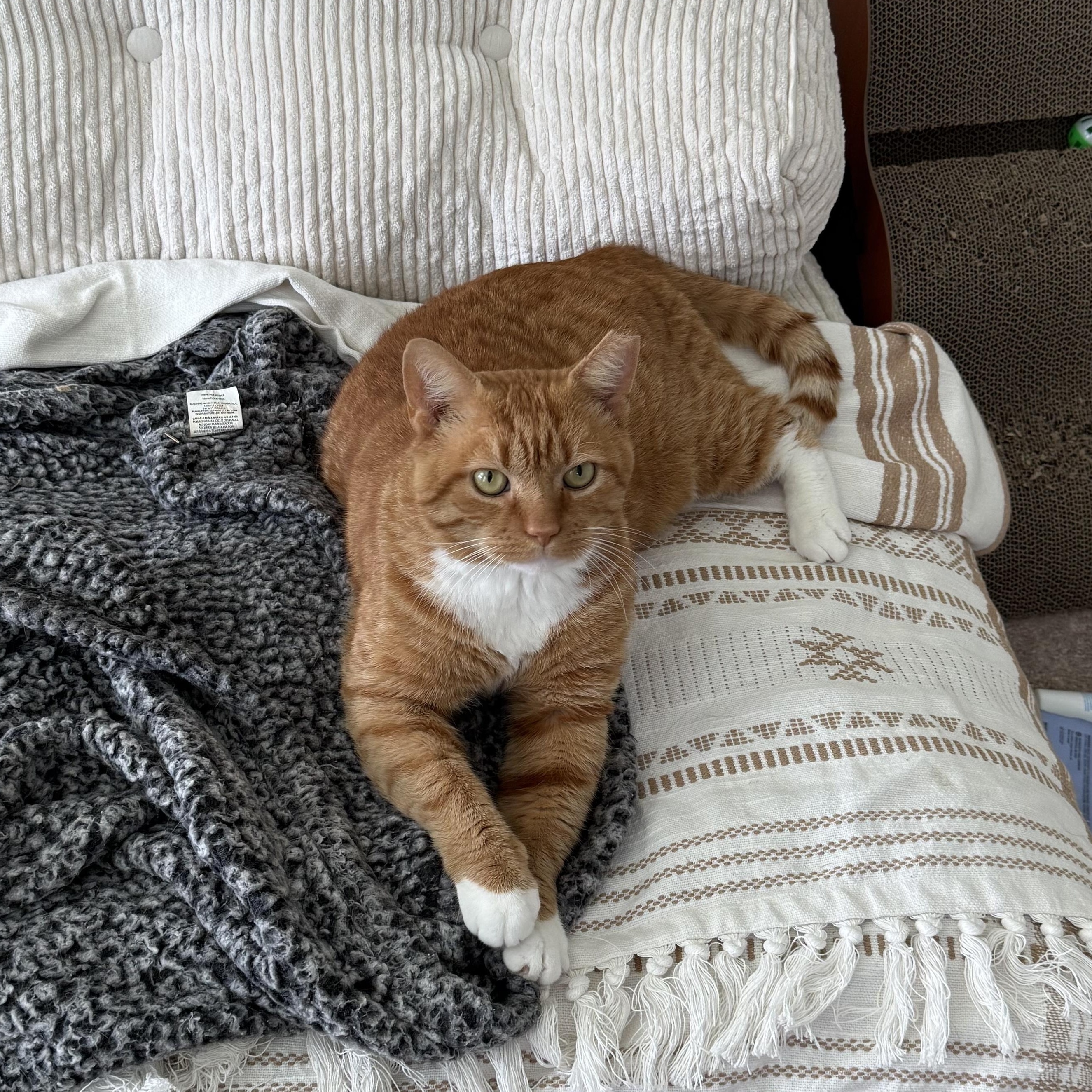 Enlarge Garfield — Big Personality, Bigger Heart, a Adoptable Tabby in Laurel, MD image 2/5