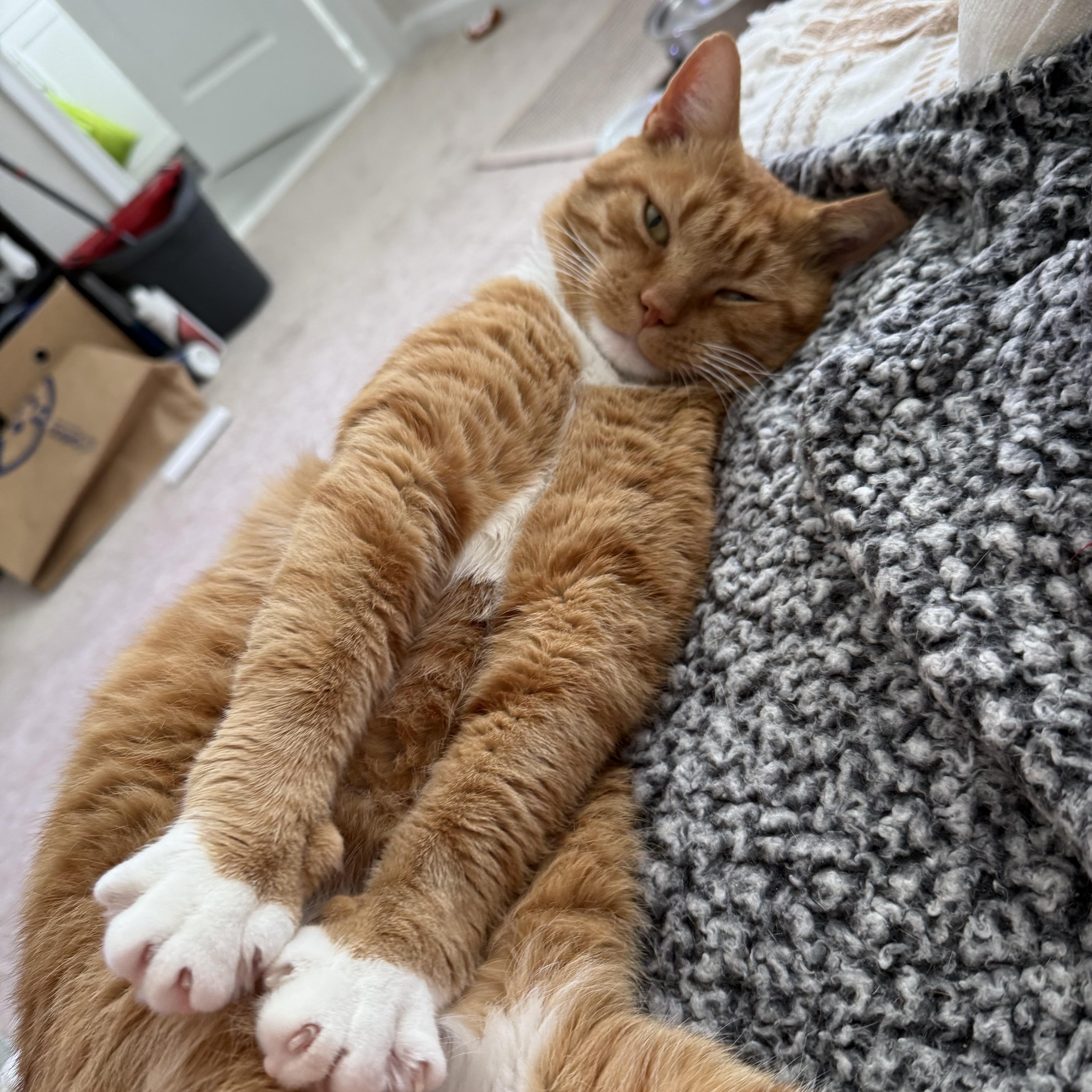 Enlarge Garfield — Big Personality, Bigger Heart, a Adoptable Tabby in Laurel, MD image 3/5