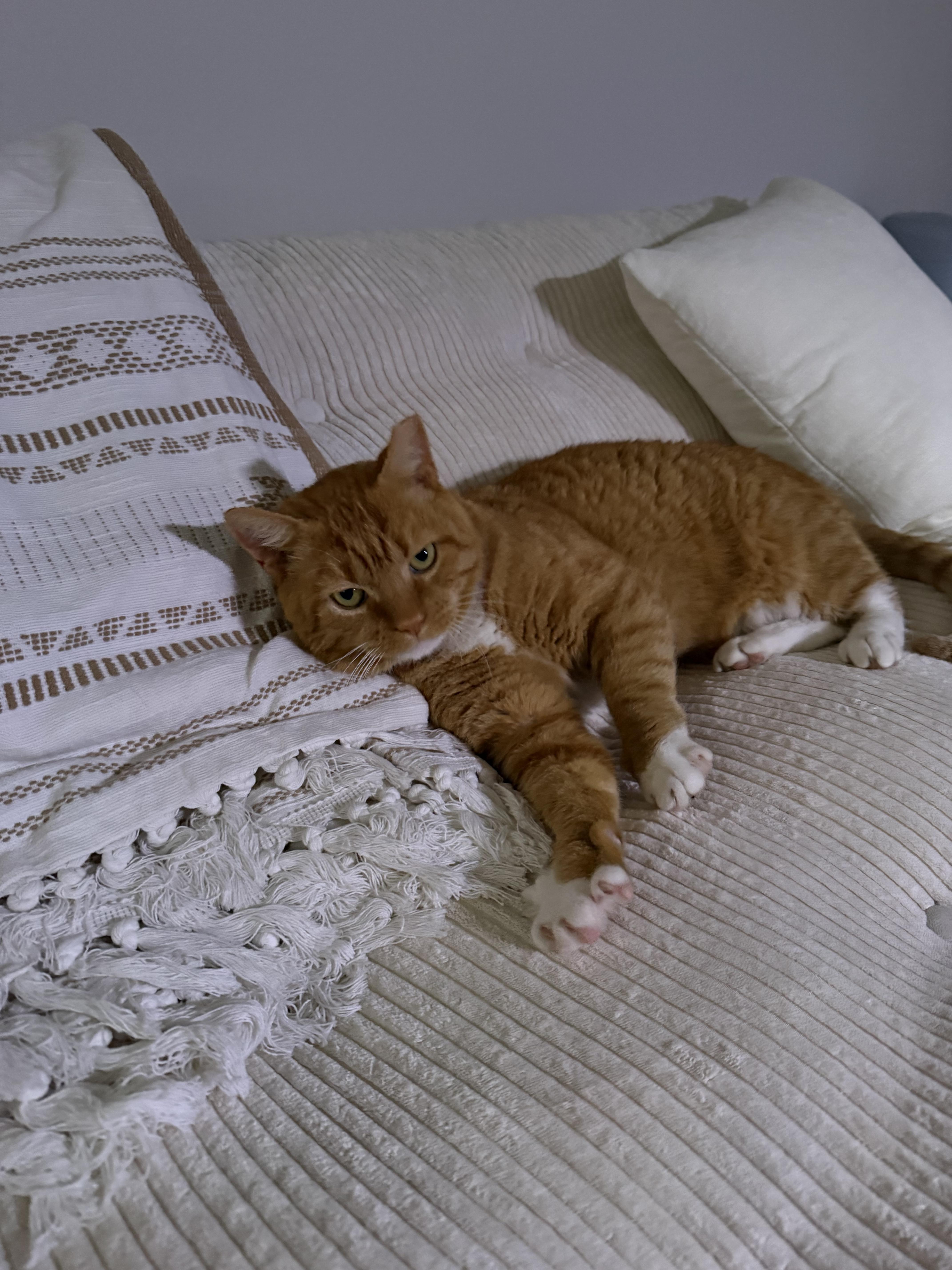 Enlarge Garfield — Big Personality, Bigger Heart, a Adoptable Tabby in Laurel, MD image 4/5