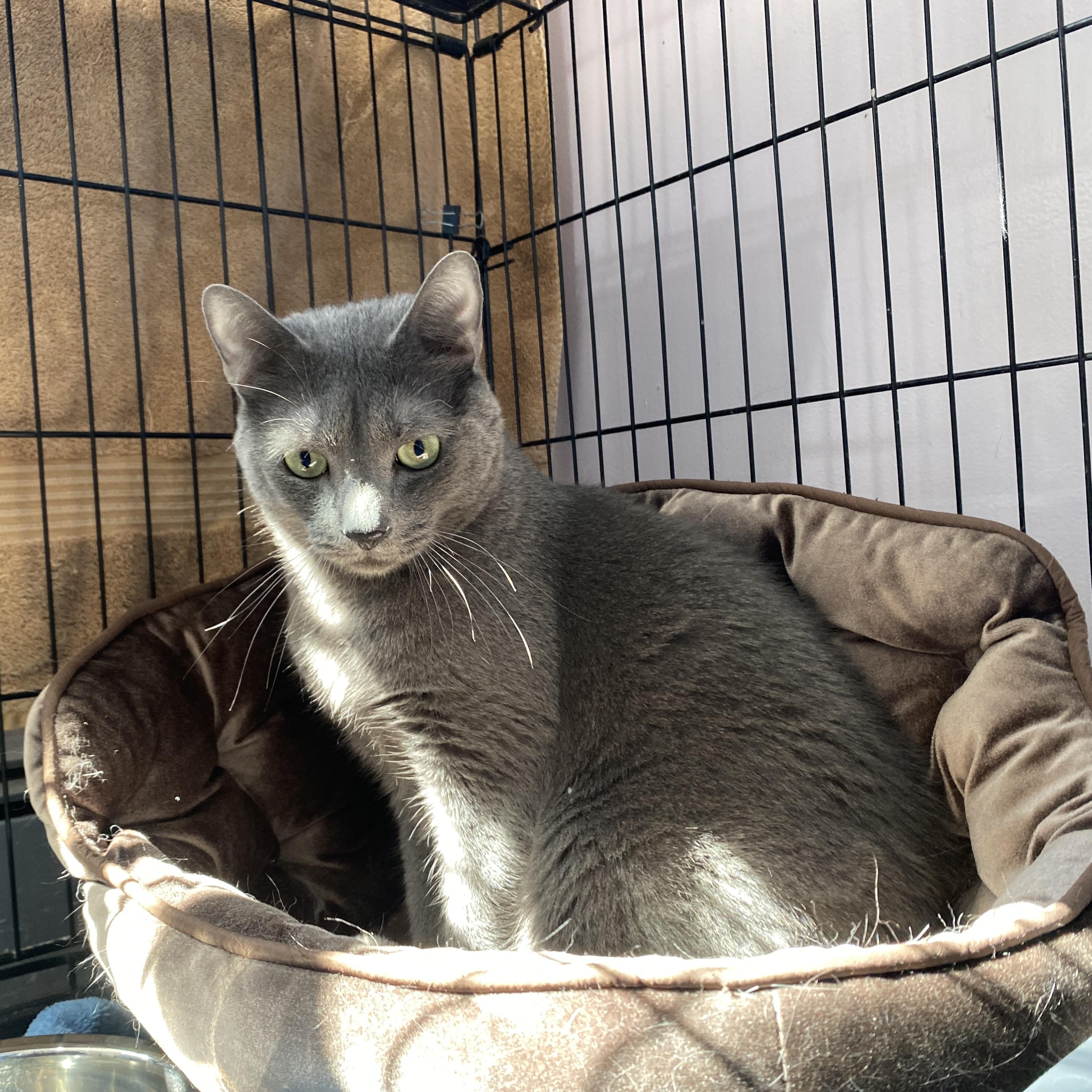 Enlarge Quincy, an adoptable Domestic Short Hair in Salisbury, MA image 3/3