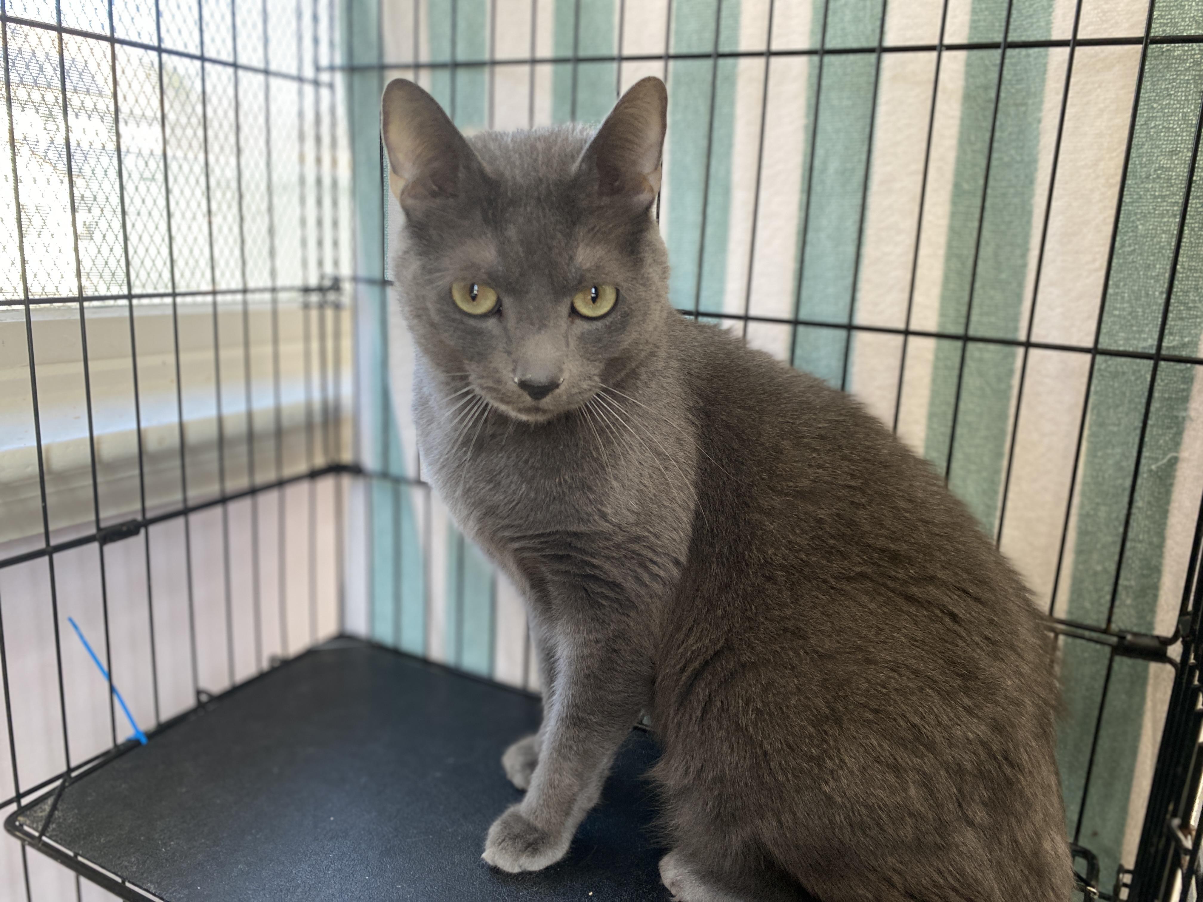 Enlarge Quincy, an adoptable Domestic Short Hair in Salisbury, MA image 2/3