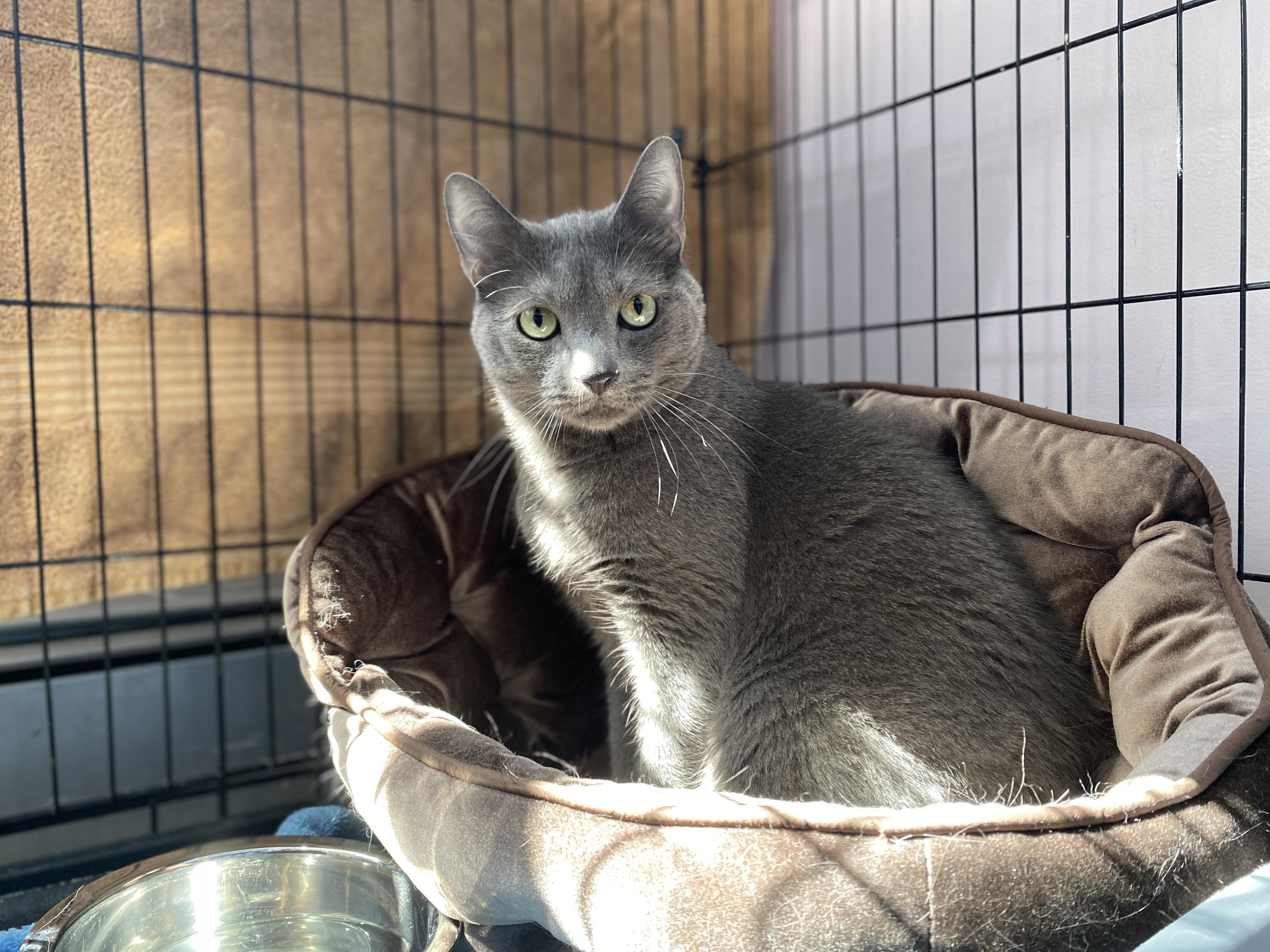 Enlarge Quincy, an adoptable Domestic Short Hair in Salisbury, MA image 1/3