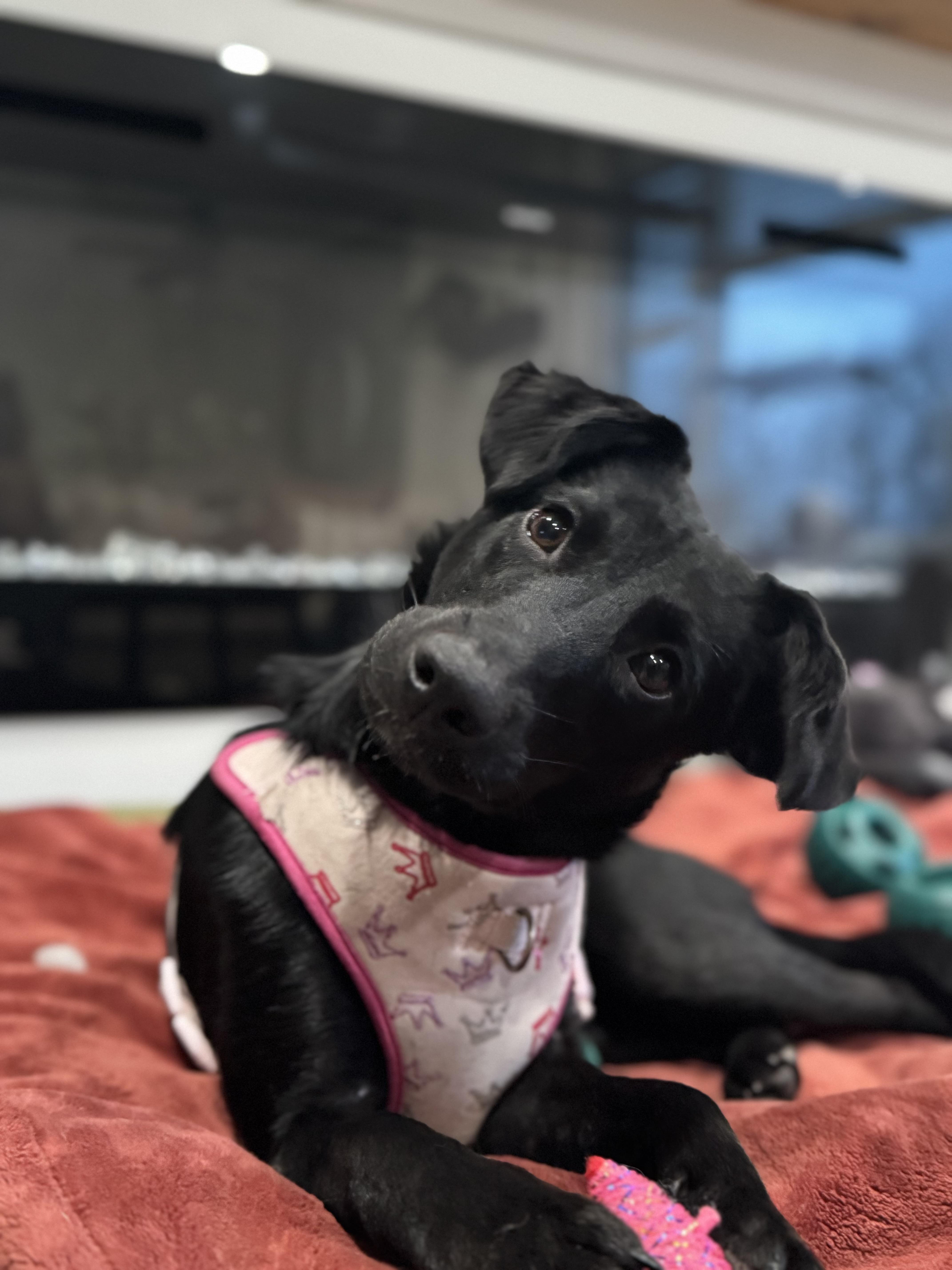 Enlarge Molly, a ADOPTABLE mixed breed in Crystal Lake, IL image 1/6