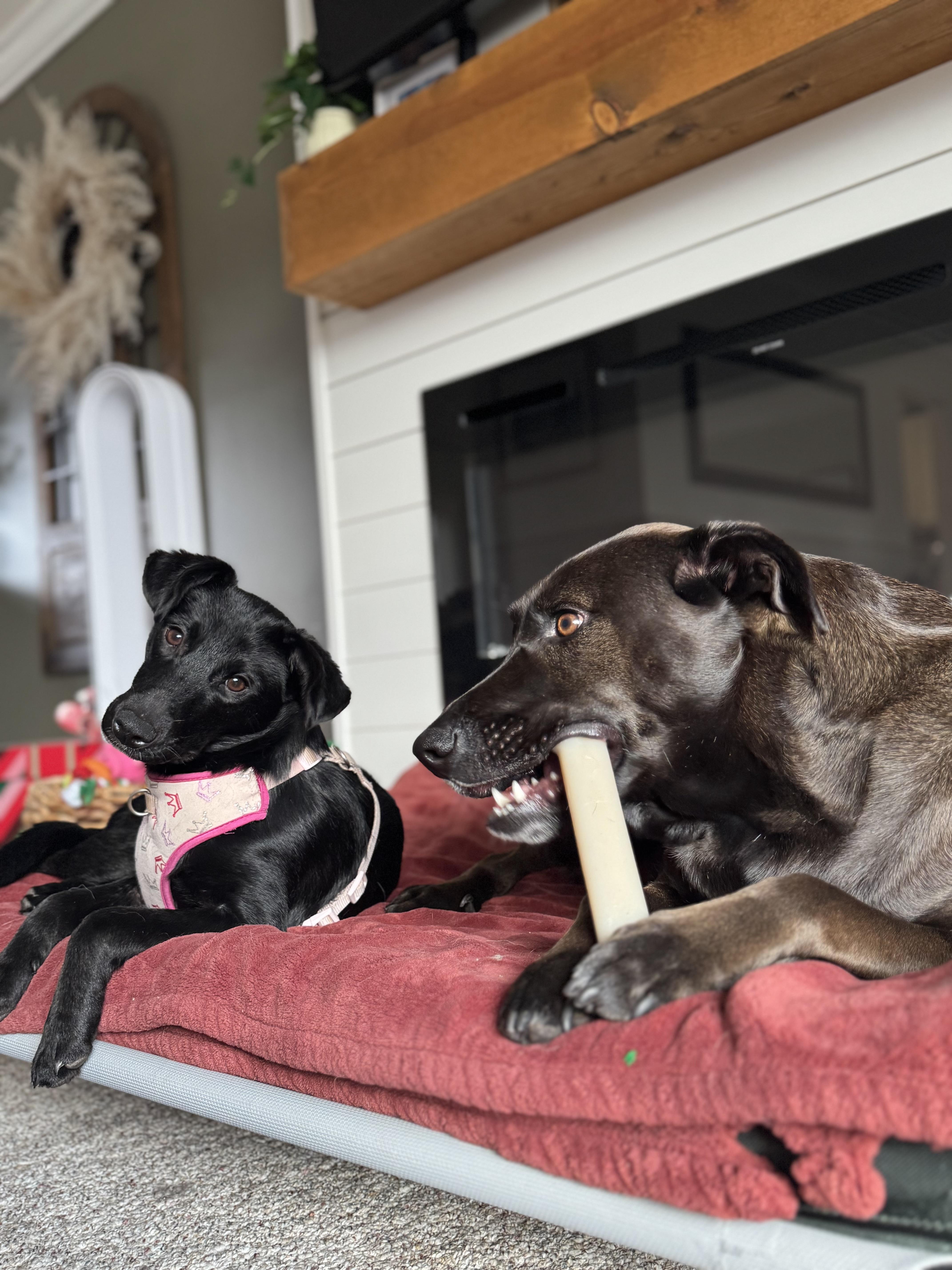 Enlarge Molly, a ADOPTABLE mixed breed in Crystal Lake, IL image 5/6