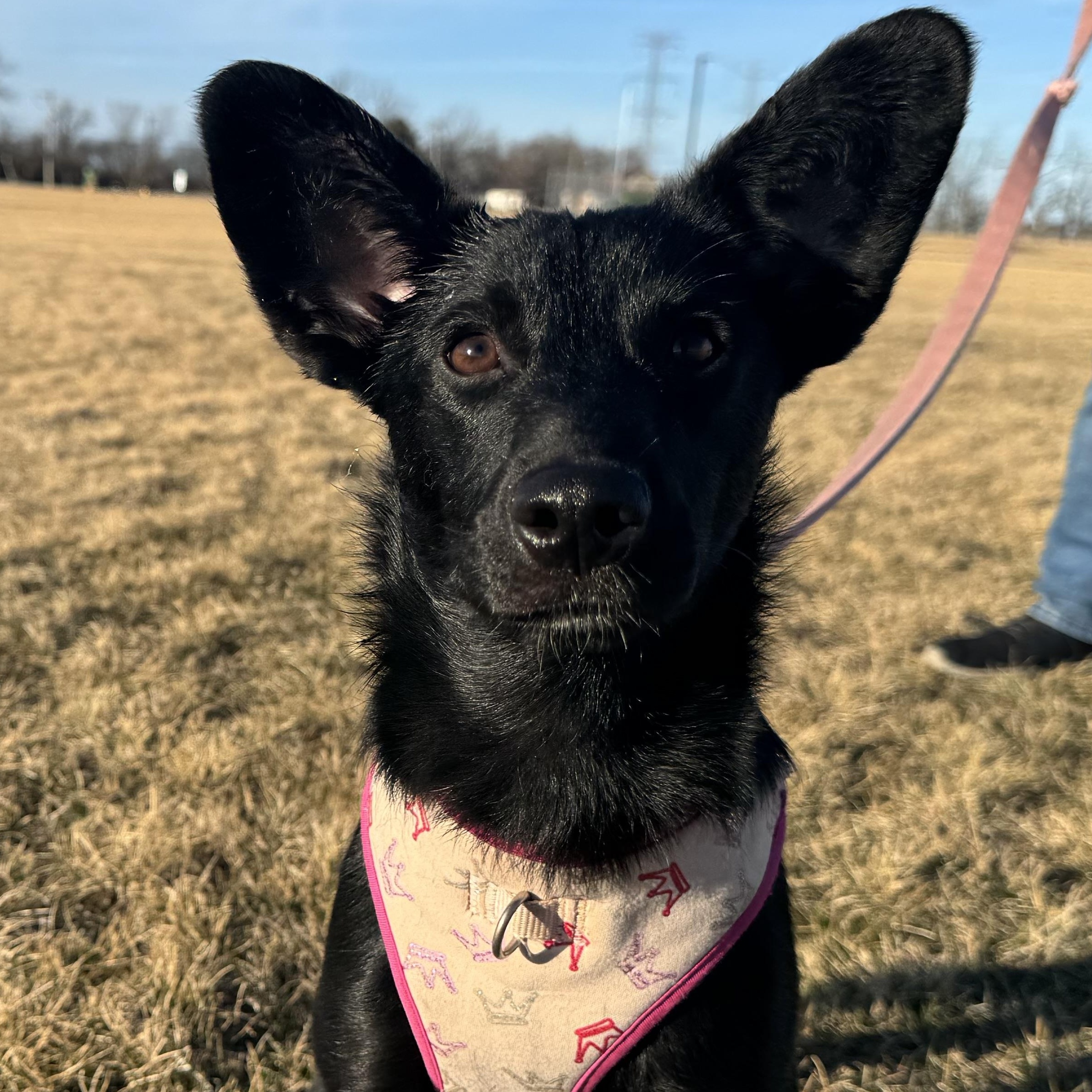 Enlarge Molly, a ADOPTABLE mixed breed in Crystal Lake, IL image 3/6