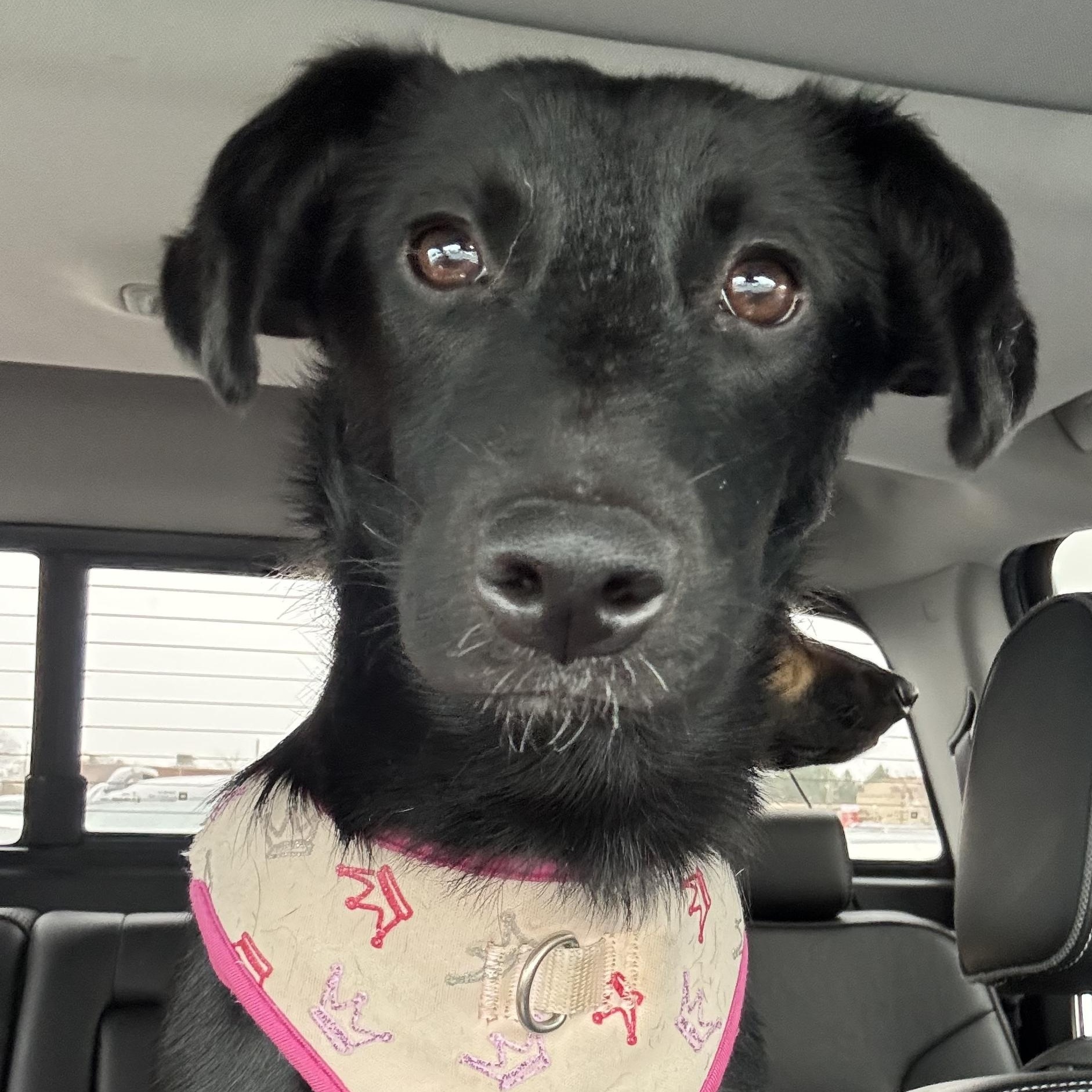 Enlarge Molly, a ADOPTABLE mixed breed in Crystal Lake, IL image 2/6