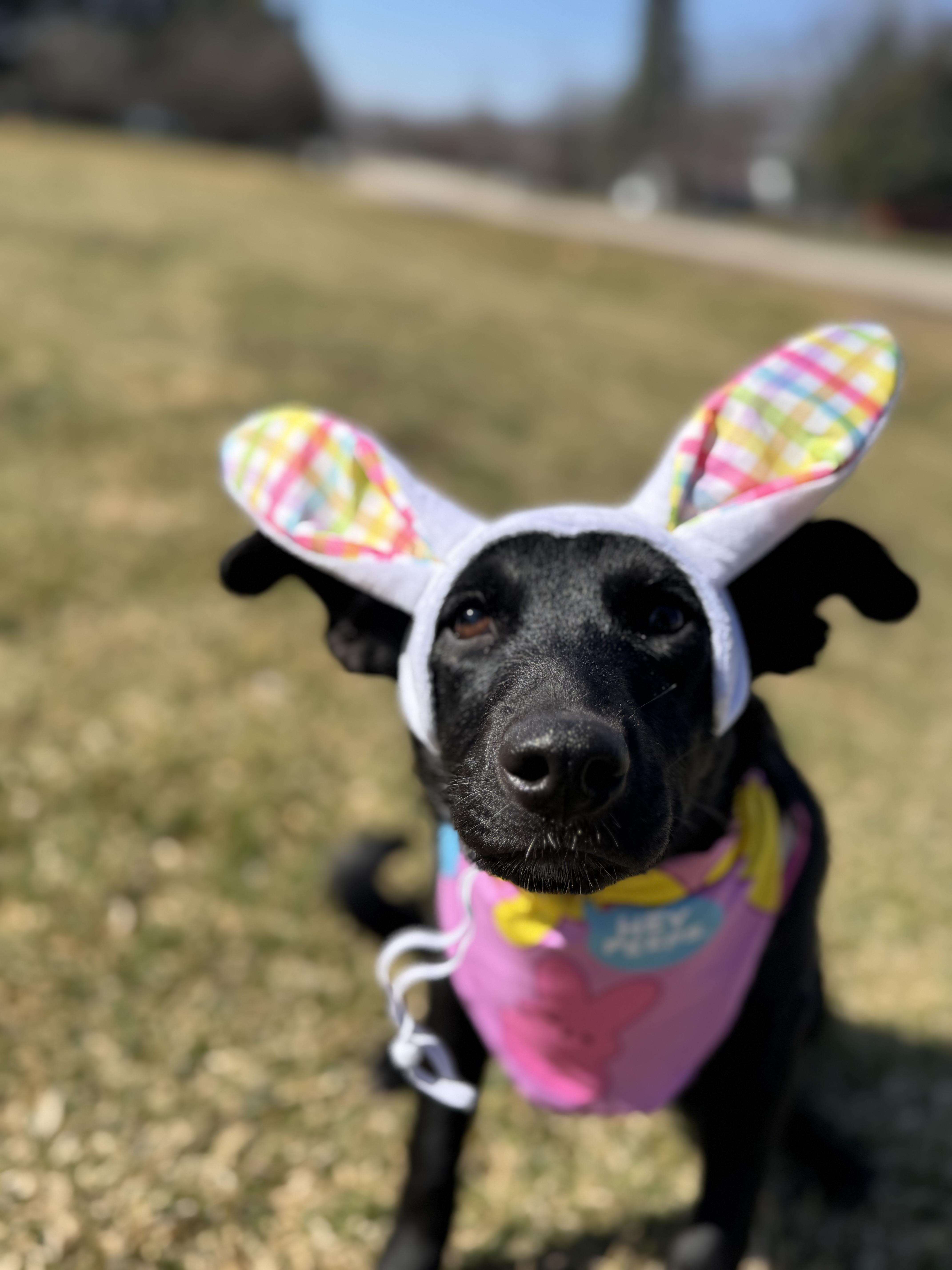 Enlarge Molly, a ADOPTABLE mixed breed in Crystal Lake, IL image 6/6