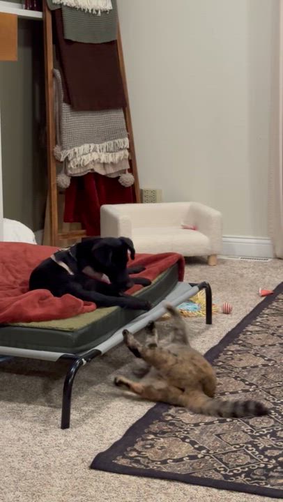 Enlarge Molly, a ADOPTABLE mixed breed in Crystal Lake, IL video 4/6