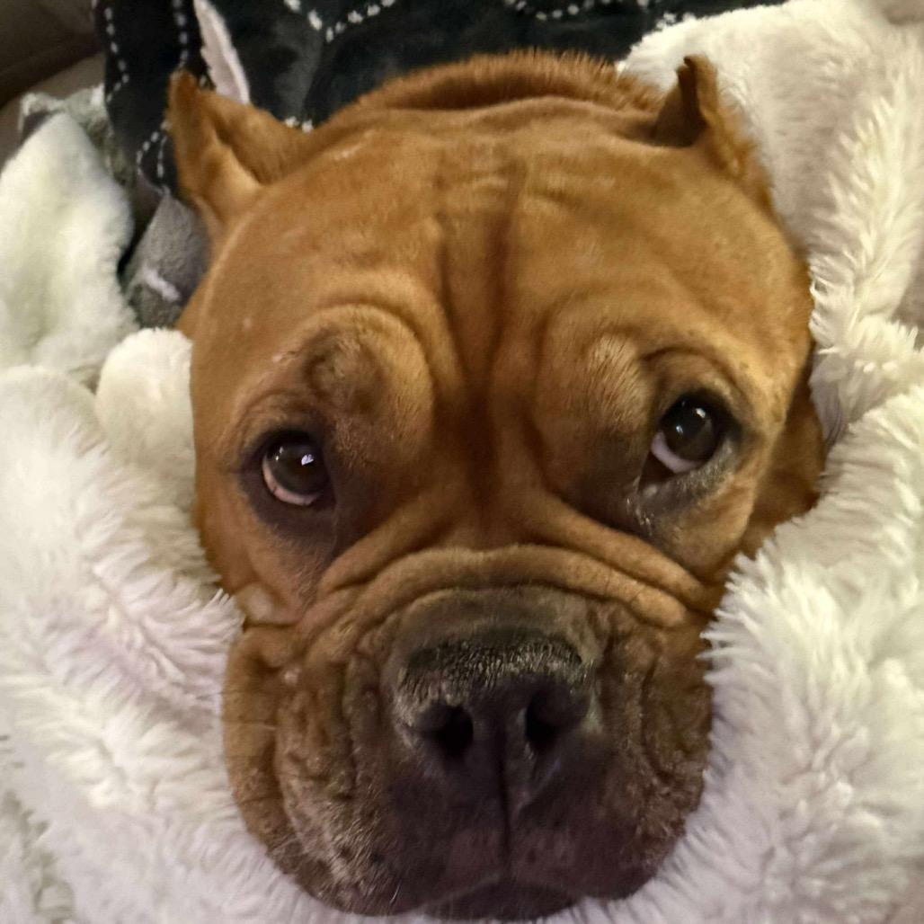 Enlarge Gertrude, a Adoptable American Staffordshire Terrier in Blaine, MN image 1/6