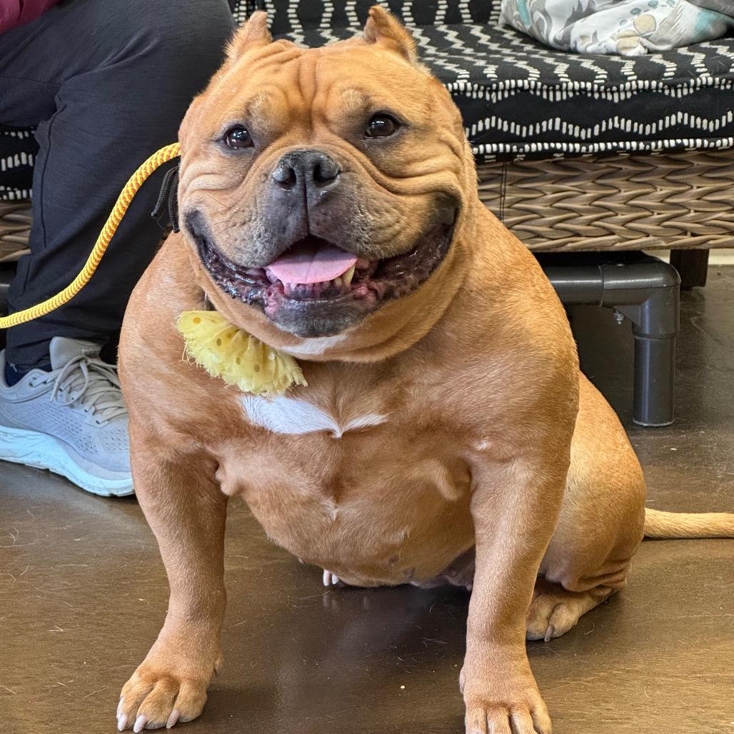 Enlarge Gertrude, a Adoptable American Staffordshire Terrier in Blaine, MN image 2/6