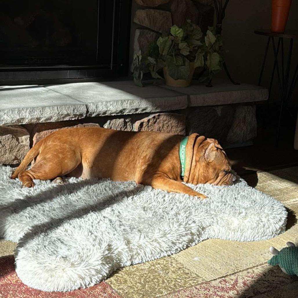 Enlarge Gertrude, a Adoptable American Staffordshire Terrier in Blaine, MN image 4/6