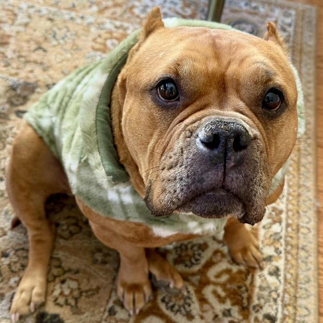 Enlarge Gertrude, a Adoptable American Staffordshire Terrier in Blaine, MN image 5/6