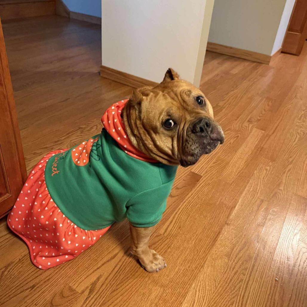 Enlarge Gertrude, a Adoptable American Staffordshire Terrier in Blaine, MN image 6/6