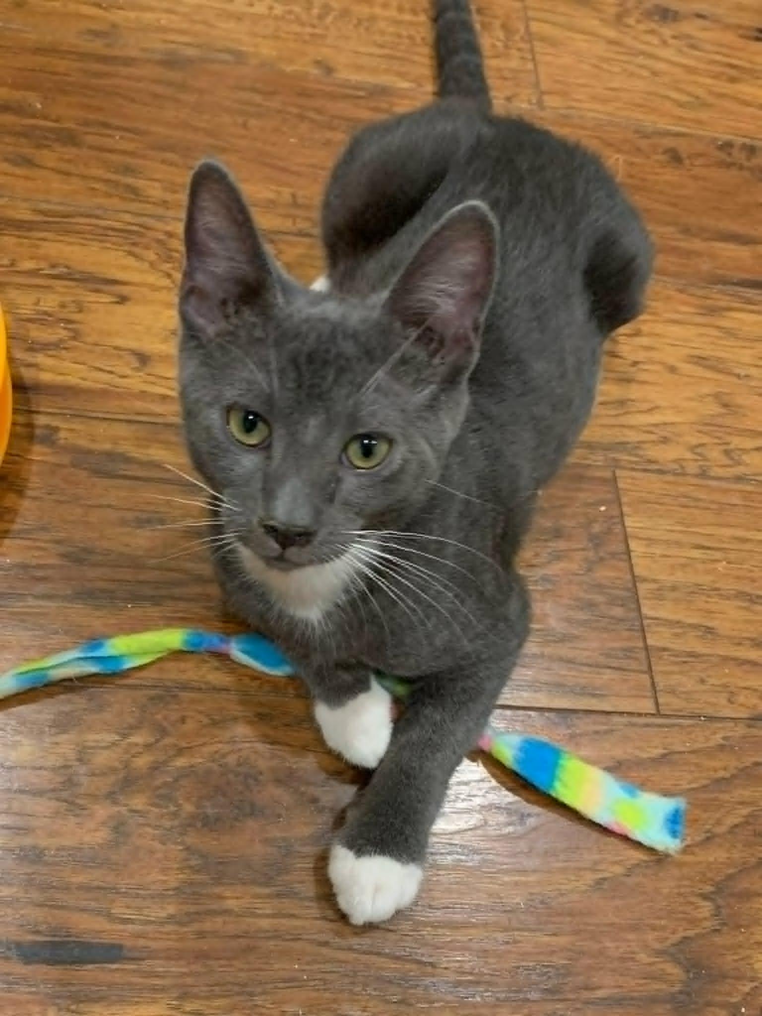 Buddy, adoptable, Kitten Male Domestic Short Hair & Tuxedo.