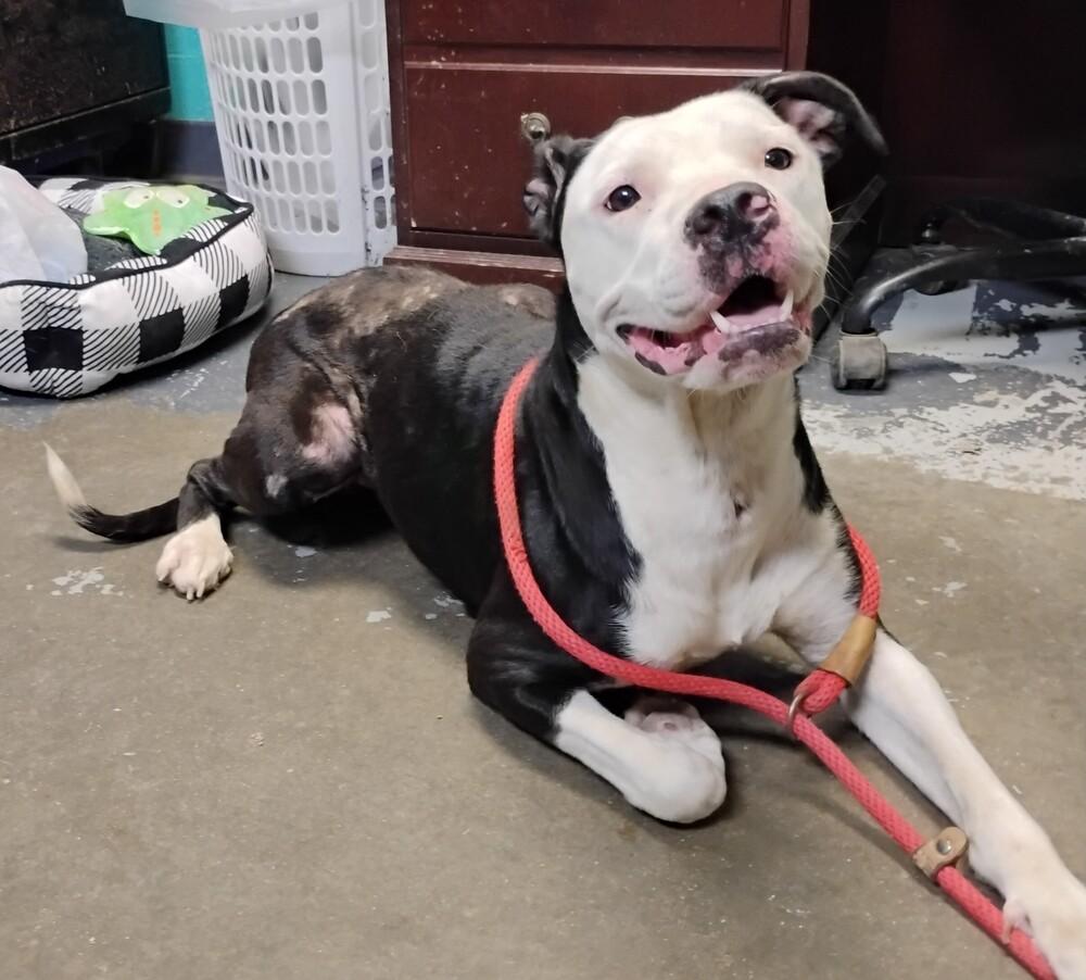 Hailey #132, Adoptable, Young Female Pit Bull Terrier.