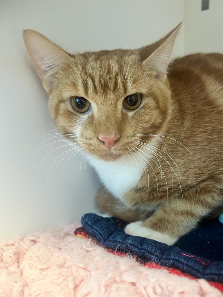 Enlarge Ridgeway (ID 49479/4123), a ADOPTABLE Domestic Short Hair in Manassas, VA image 1/1