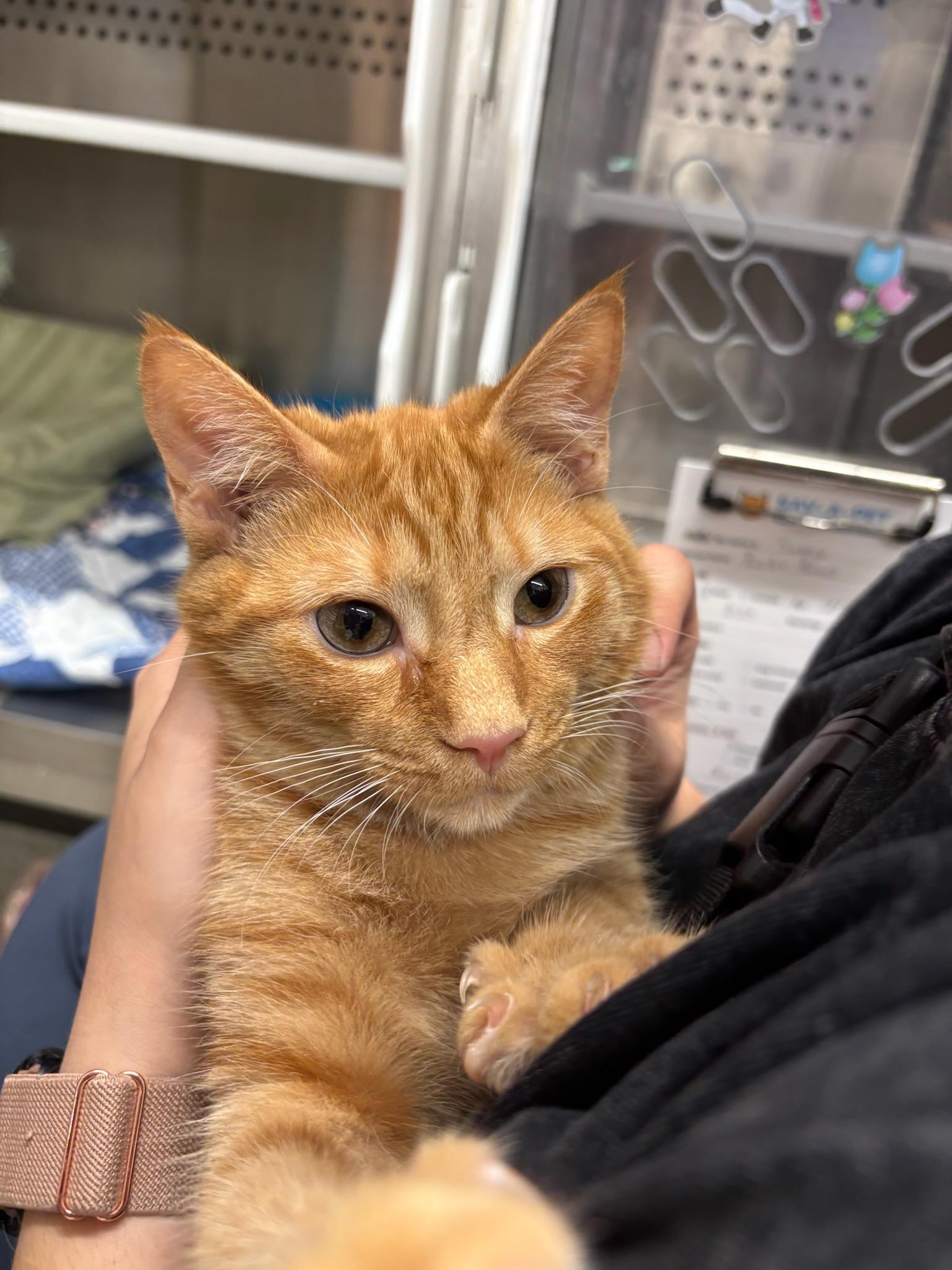 Sunny, adopted, Young Female Domestic Short Hair.