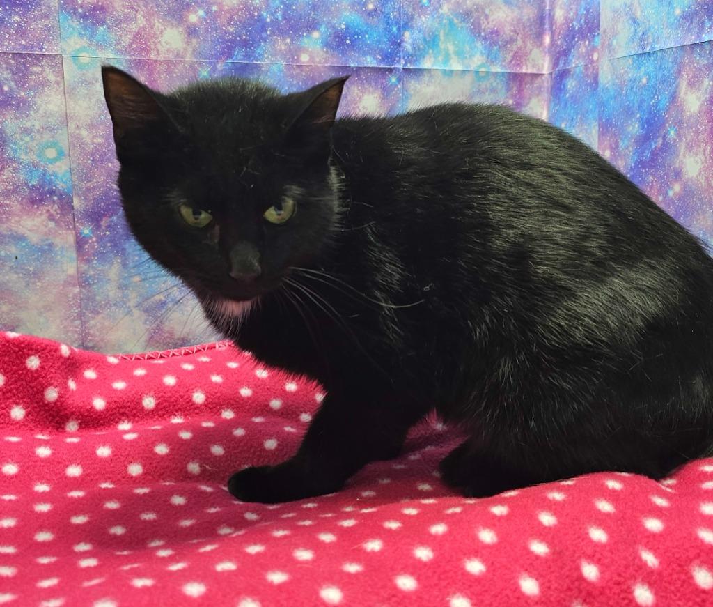 Enlarge Shimmer, a Adoptable mixed breed in Washington Court House, OH image 2/2