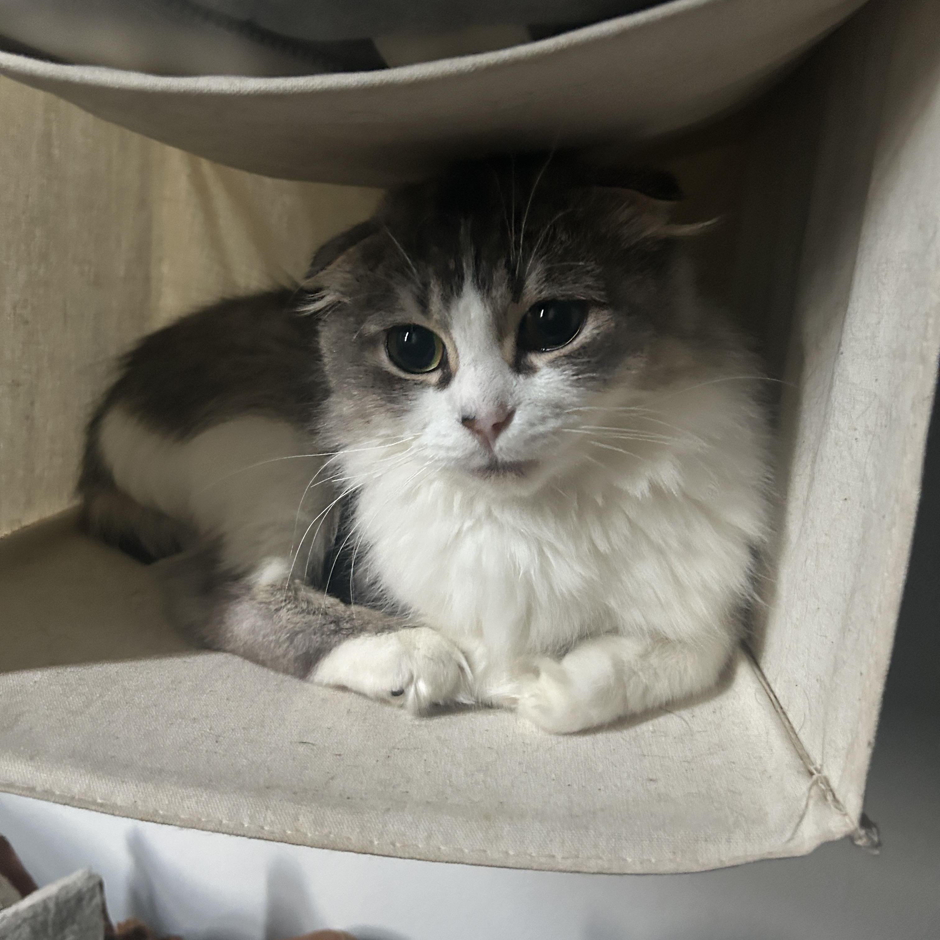 Mishti — thumbnail 2