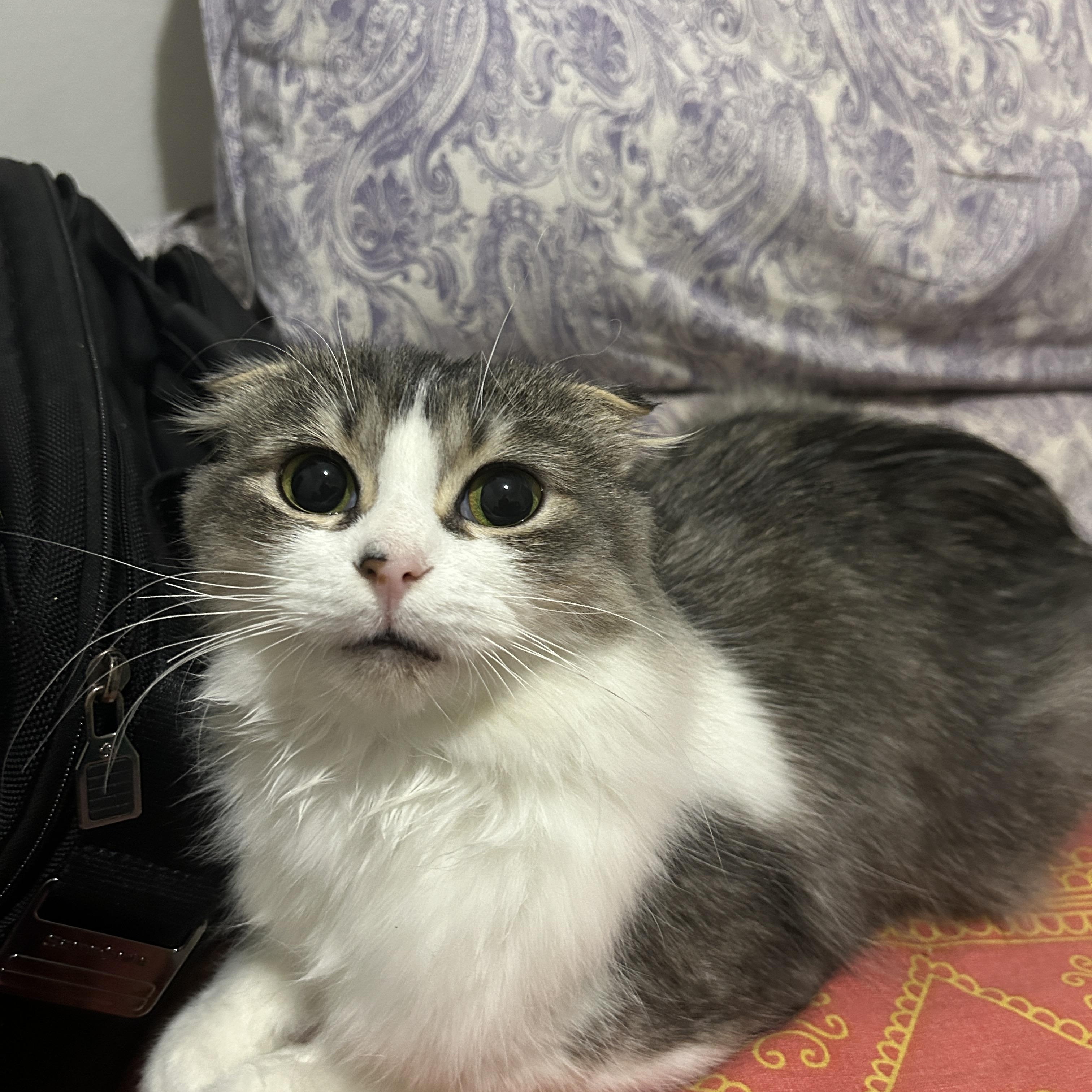 Mishti — thumbnail 3