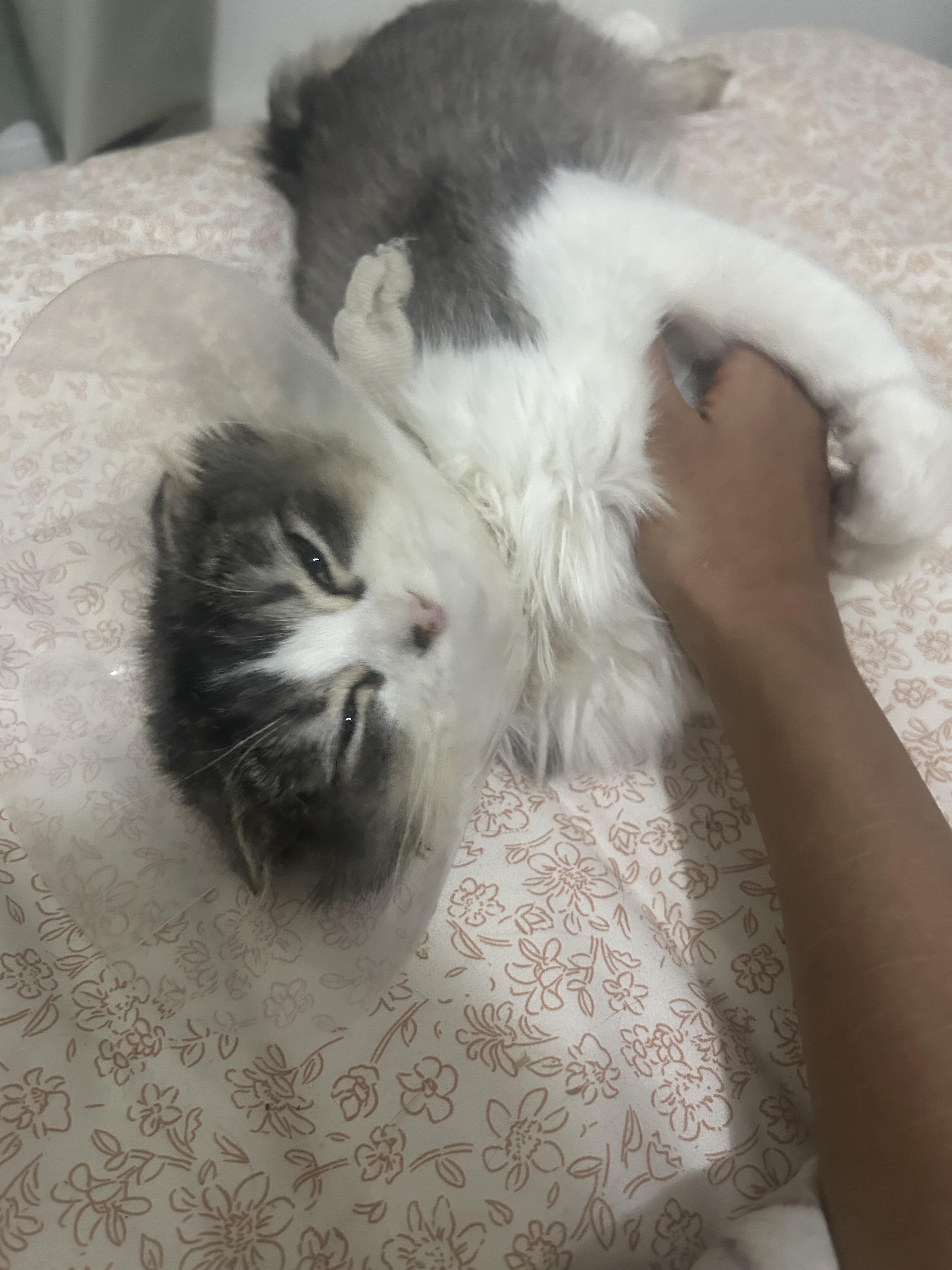 Mishti — thumbnail 4