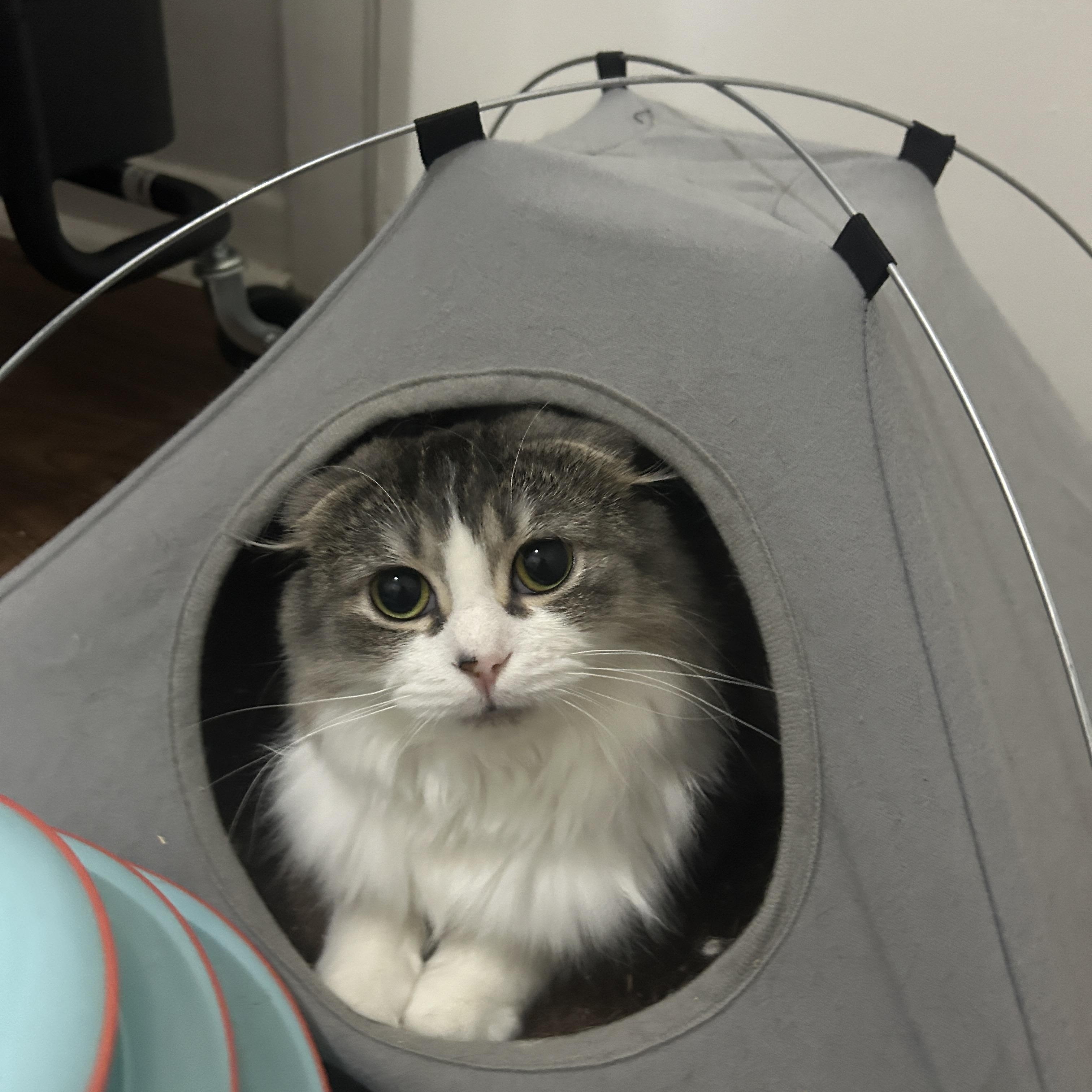 Mishti — thumbnail 5