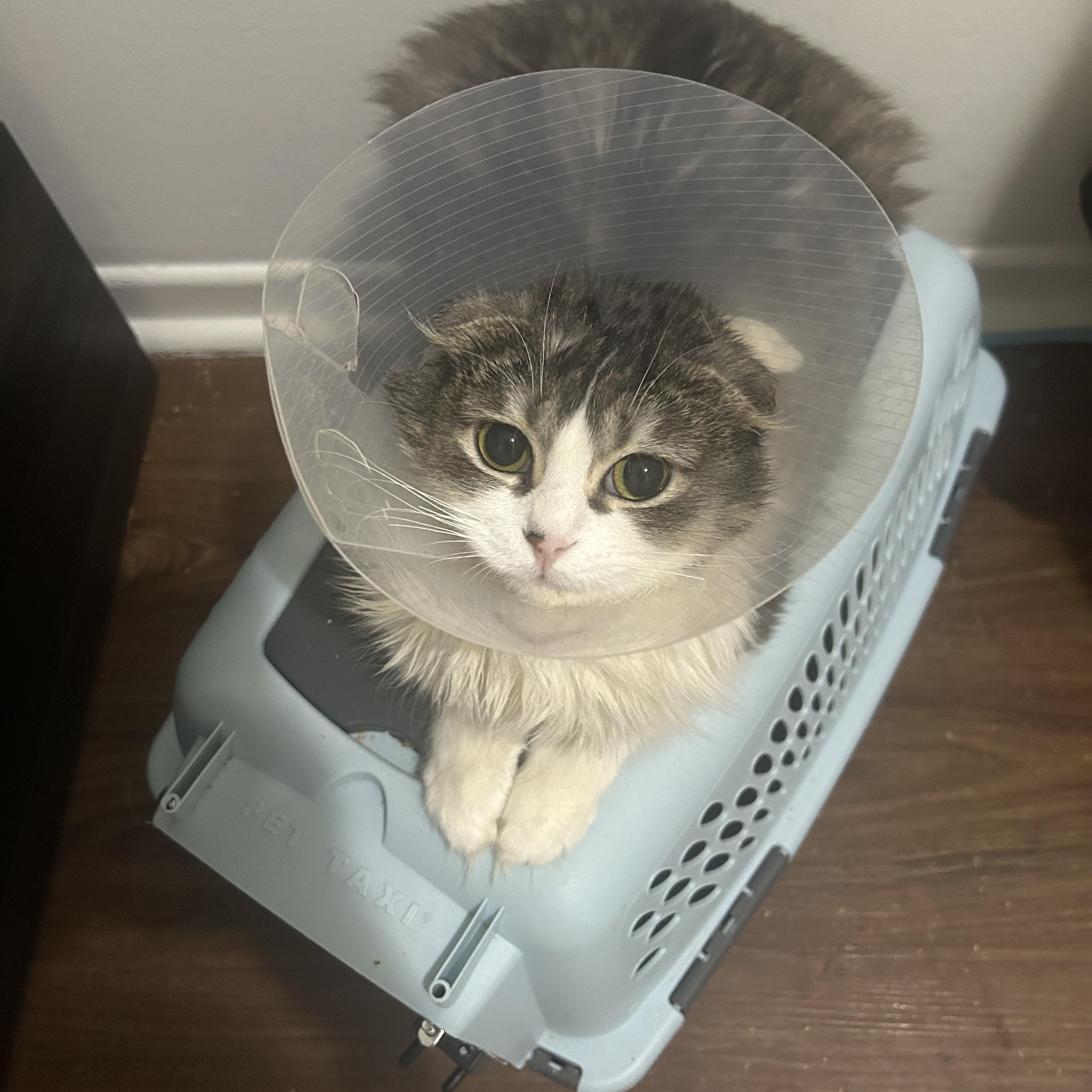 Mishti — thumbnail 6