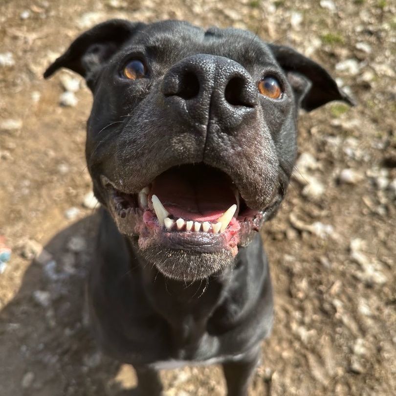 Porter
