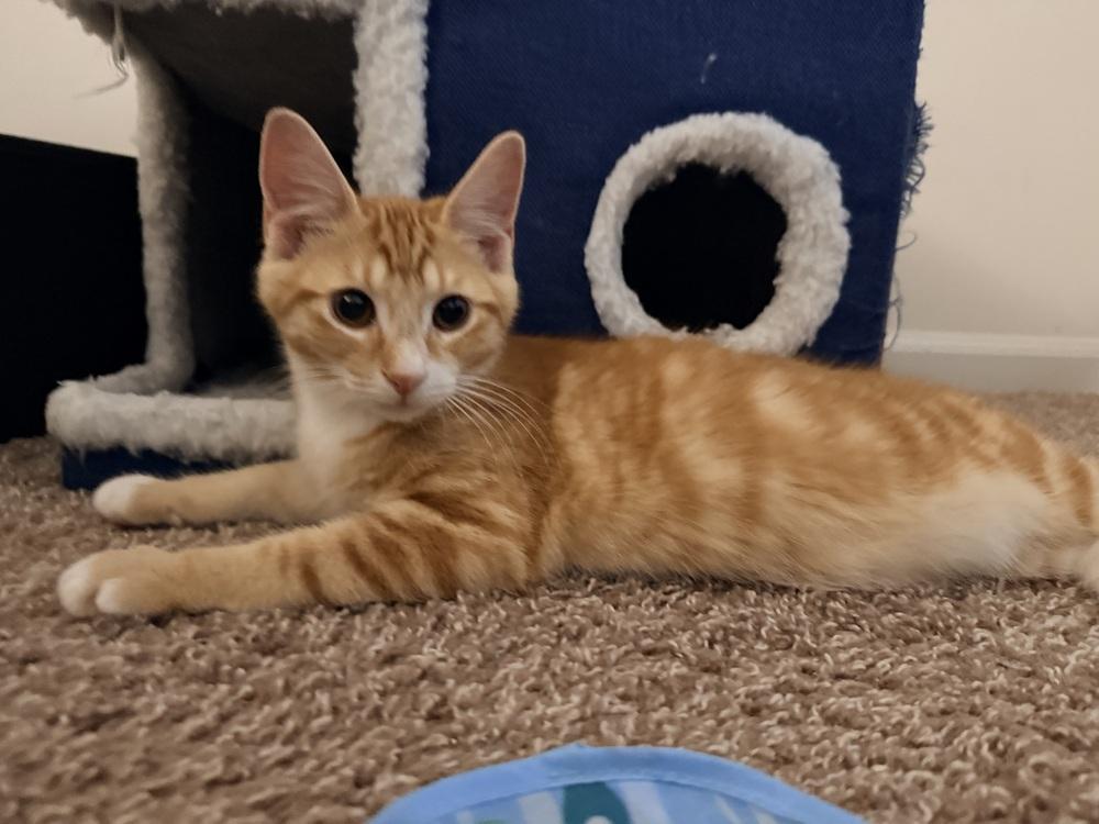 Julius, Adoptable, Kitten Male Domestic Short Hair.