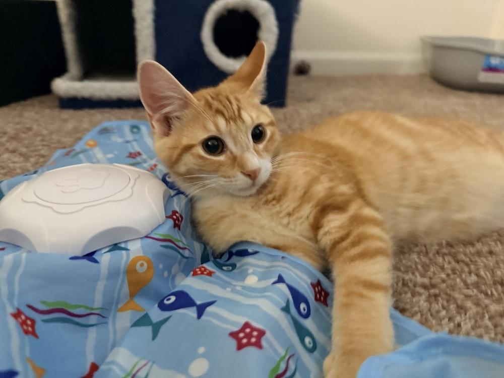 Enlarge Julius, a Adoptable Domestic Short Hair in Lincoln Park, MI image 2/2