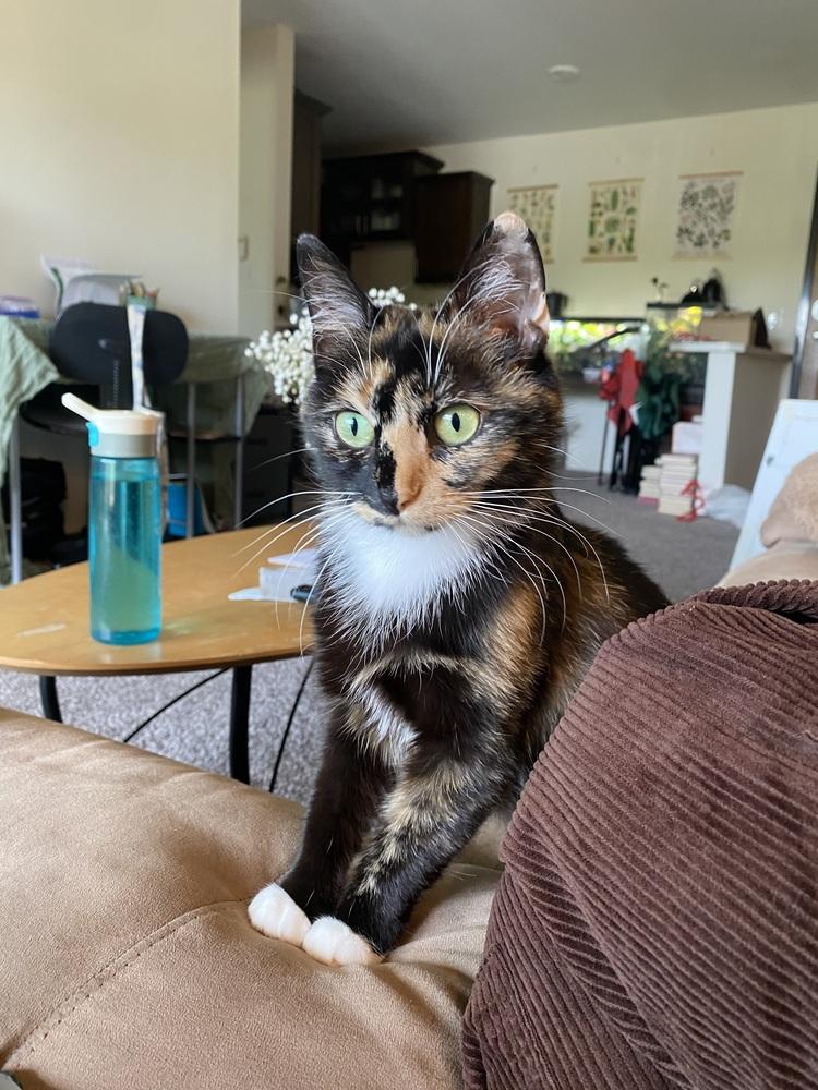 Harpy (26-022 C), Adoptable, Young Female Domestic Short Hair.