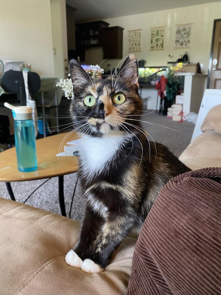 Harpy (26-022 C), a Adoptable Domestic Short Hair in Lansing, MI image 2/6
