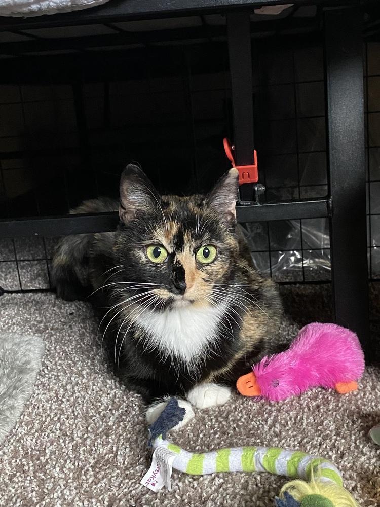 Harpy (26-022 C), a Adoptable Domestic Short Hair in Lansing, MI image 3/6