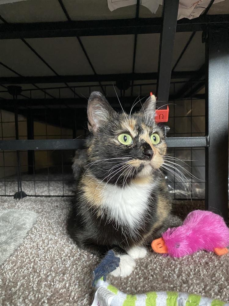Harpy (26-022 C), a Adoptable Domestic Short Hair in Lansing, MI image 4/6