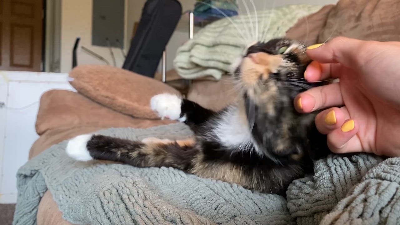 Enlarge Harpy (26-022 C), a Adoptable Domestic Short Hair in Lansing, MI video 5/6