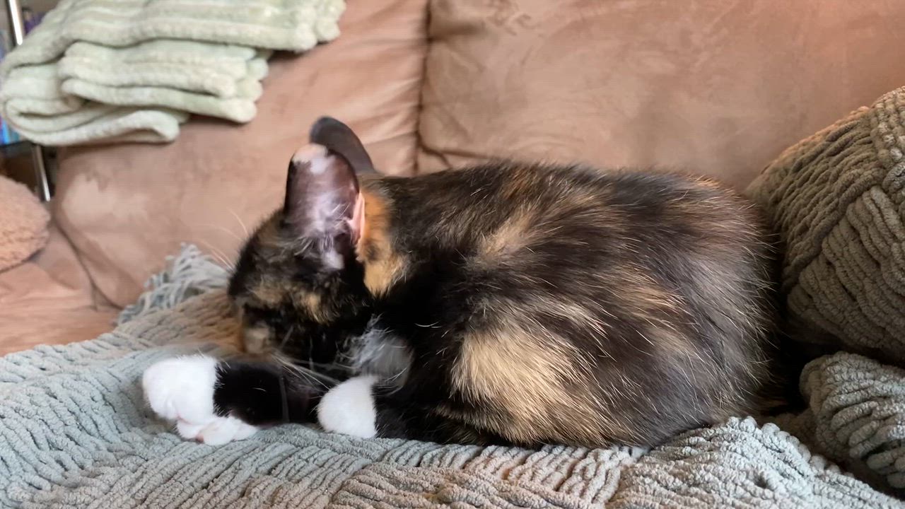 Enlarge Harpy (26-022 C), a Adoptable Domestic Short Hair in Lansing, MI video 6/6