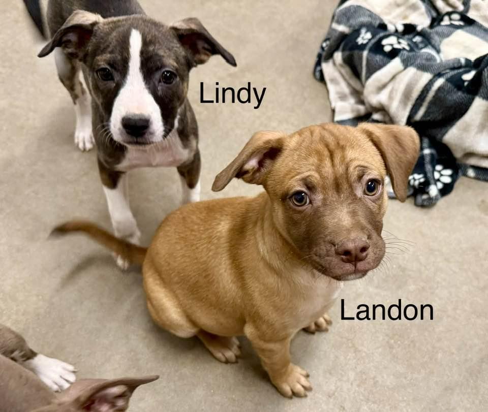 Lindy, Adopted, Puppy Female Staffordshire Bull Terrier & Pug.