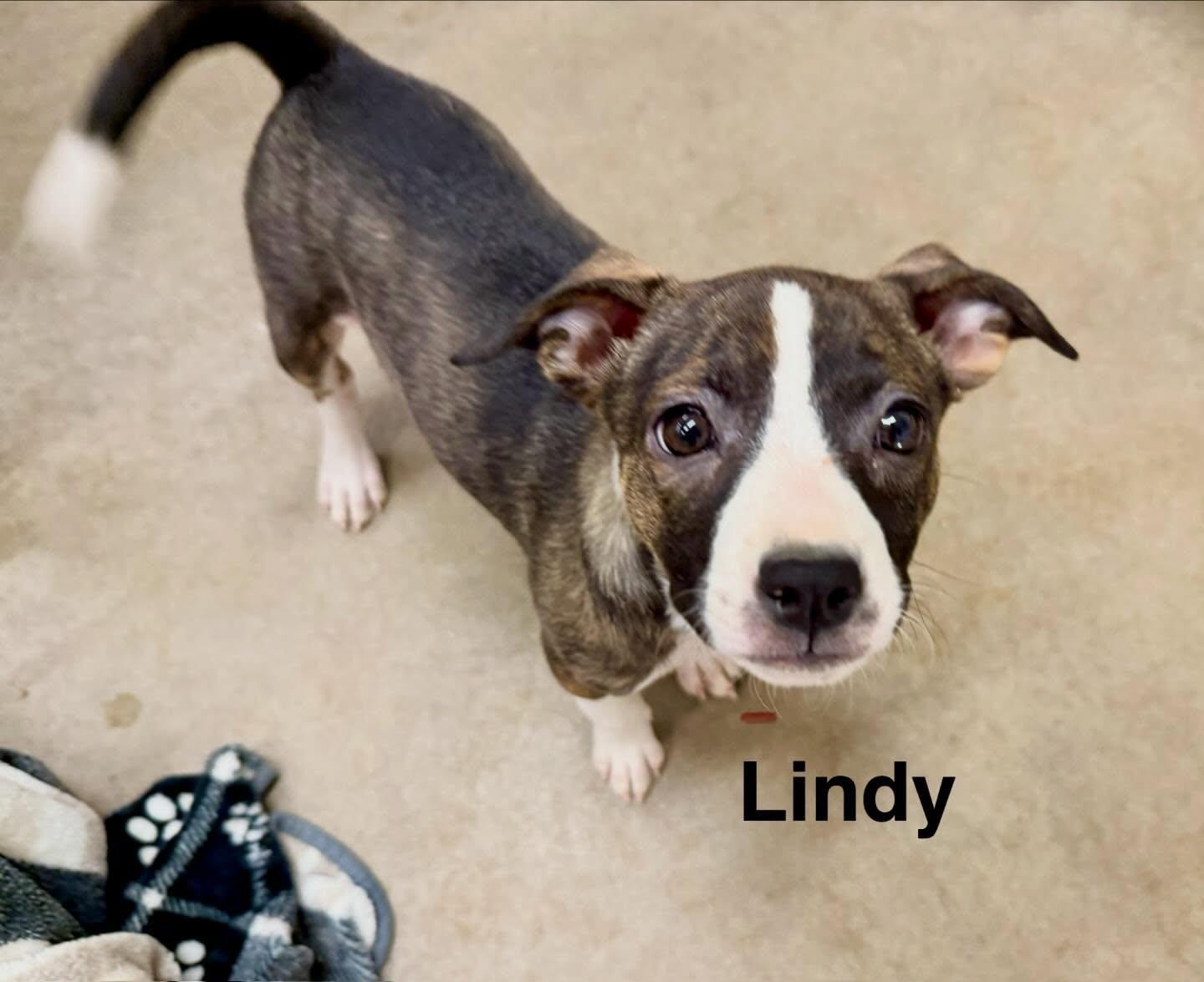 Enlarge Lindy, a Adopted mixed breed in Phoenix, AZ image 2/2