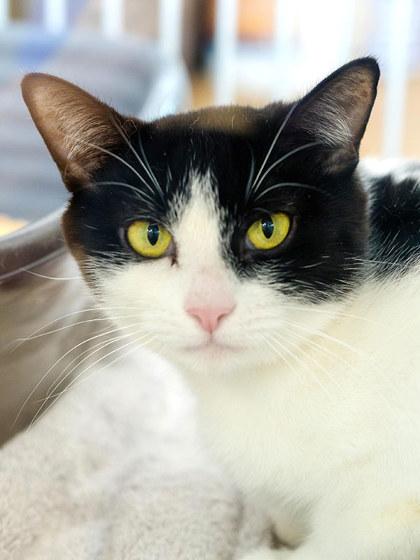 Bloop, Adoptable, Adult Female Domestic Short Hair & Domestic Short Hair.