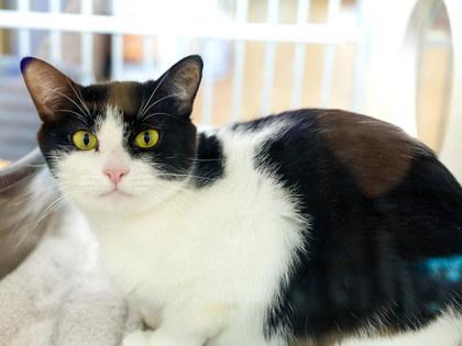 Enlarge Bloop, a Adoptable mixed breed in Longmont, CO image 2/3