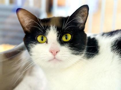Enlarge Bloop, a Adoptable mixed breed in Longmont, CO image 3/3