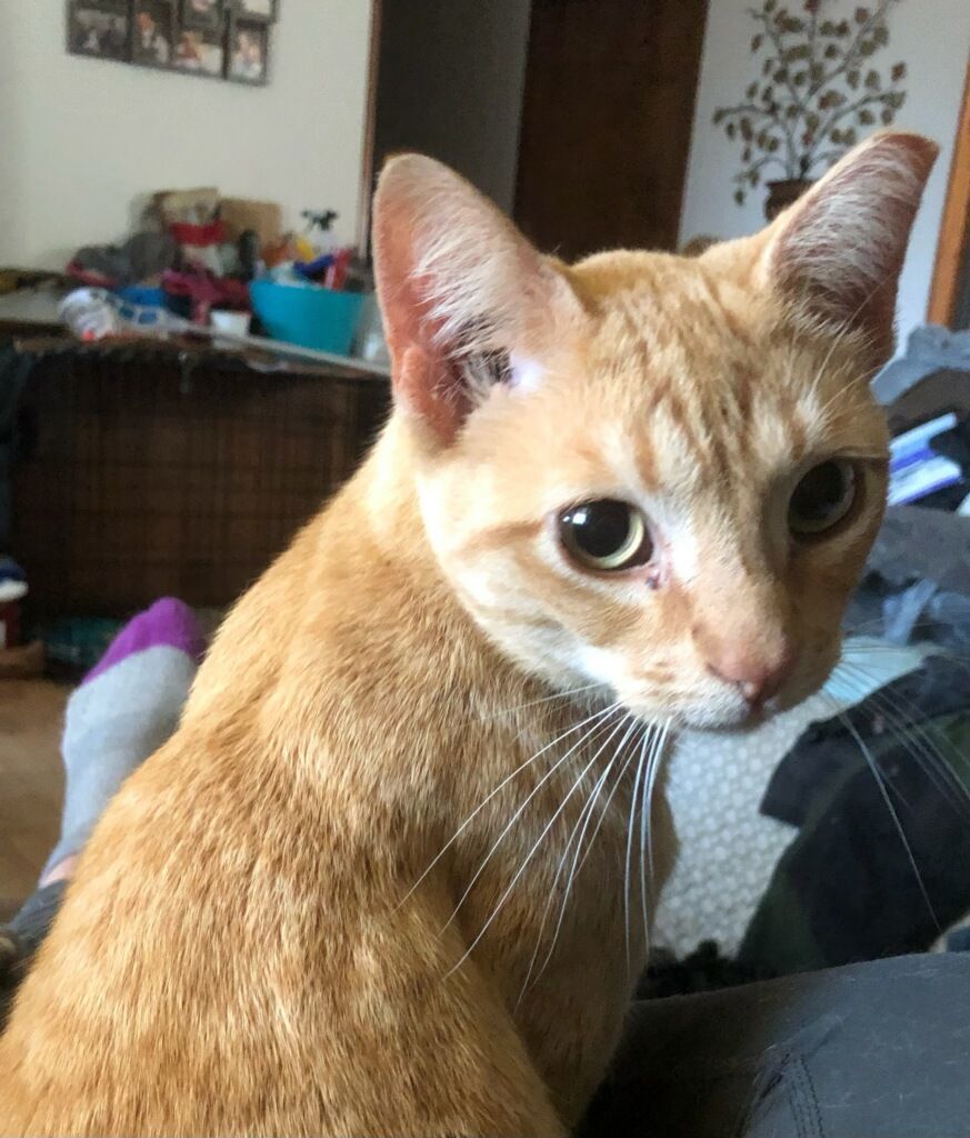 Buddy